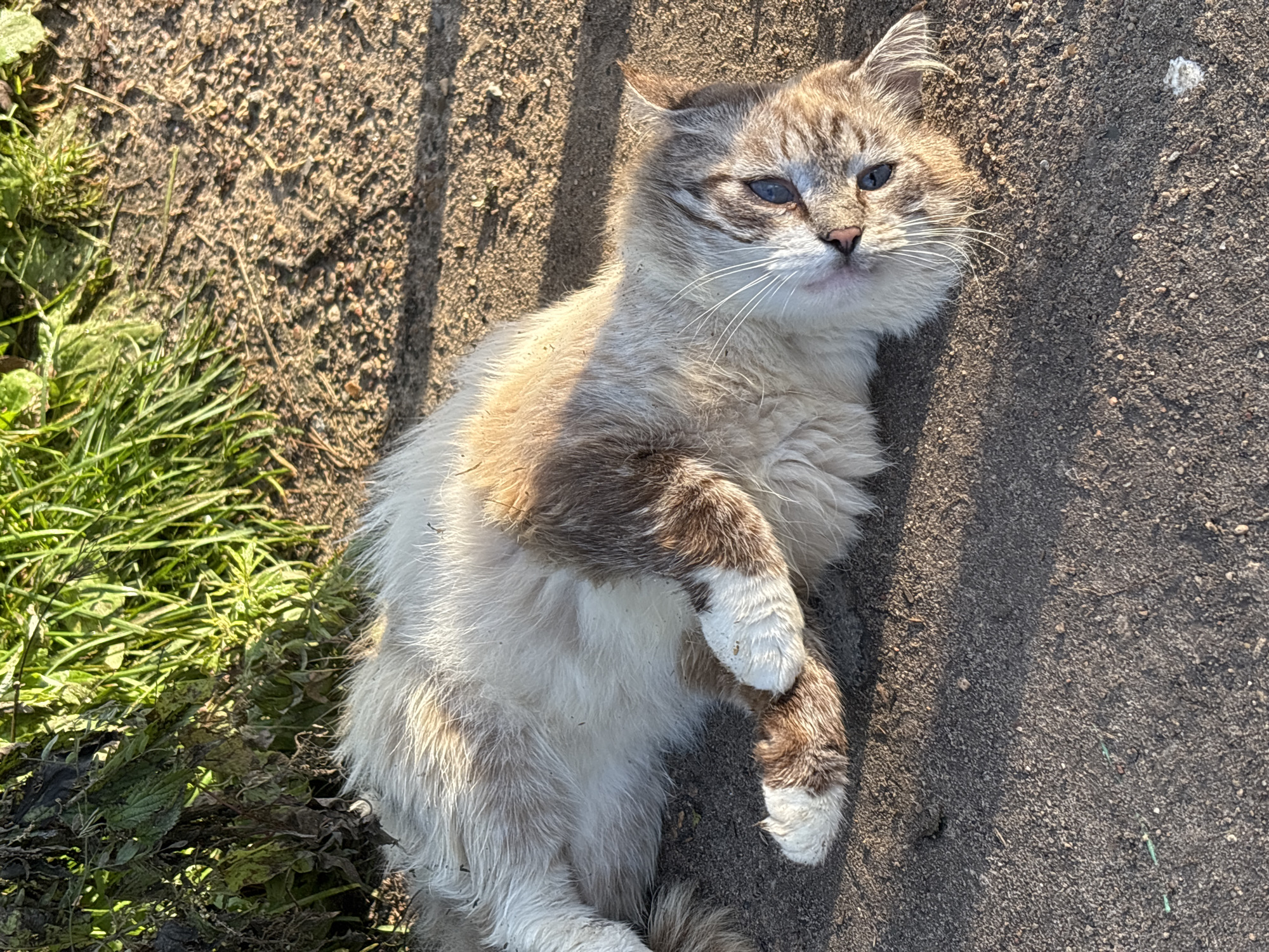 A fluffy, light-colored cat with brown markings is lying on its side on a dirt and gravel surface. The cat has blue eyes and is looking towards the camera. Behind the cat, there is a patch of green grass and some dried plant matter. The lighting suggests it is daytime, with sunlight casting shadows on the ground. The scene appears to be outdoors, possibly in a rural or natural area.