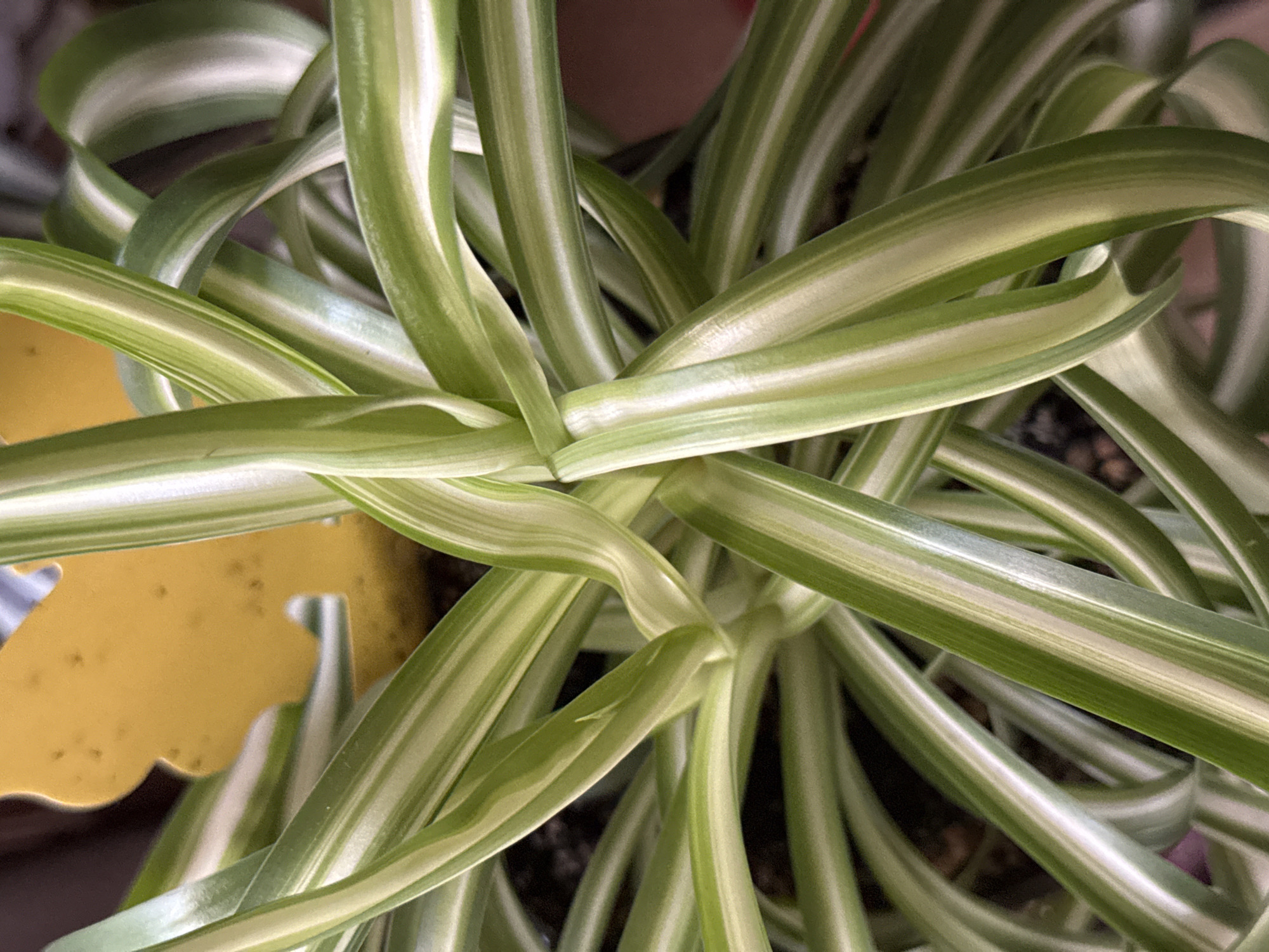 A close-up, overhead view captures the variegated leaves of a spider plant, Chlorophytum comosum, in a pot. The plant's long, arching leaves are striped with shades of green and white, creating a dynamic pattern. Some leaves twist and curl, adding to the visual interest. A small, yellow, butterfly-shaped ornament is partially visible amongst the leaves, its silhouette defined against the dark soil of the pot. The background is blurred, suggesting a shallow depth of field, with hints of a reddish-brown color that might be another plant or object. The lighting appears to be soft, highlighting the glossy texture of the leaves. The location is described as Unknown, Unknown, indicating a lack of specific geographical information.