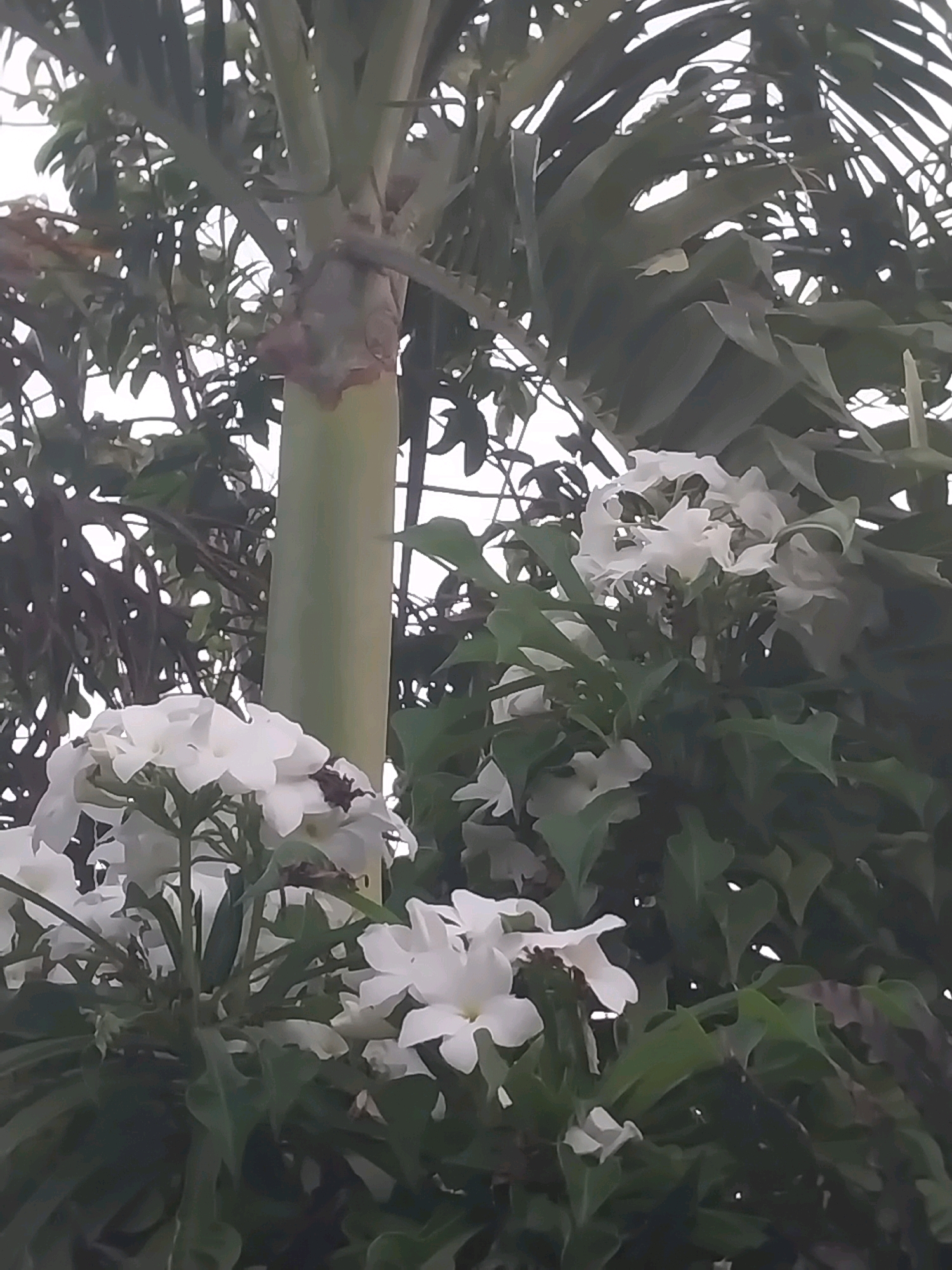 The image captures a close-up view of white flowers and lush green foliage, likely in a garden or park setting within the city of Blitar, Indonesia. A portion of a pale green, cylindrical plant stem, possibly a palm tree trunk, is visible in the center and extends upwards. The flowers are clustered together, with delicate white petals and some darker elements near their centers, suggesting either natural browning or the presence of small insects. The surrounding leaves are a deep green and appear somewhat textured. The background is a bright, overcast sky, diffused by the density of the foliage. The overall impression is of a natural, serene outdoor environment.