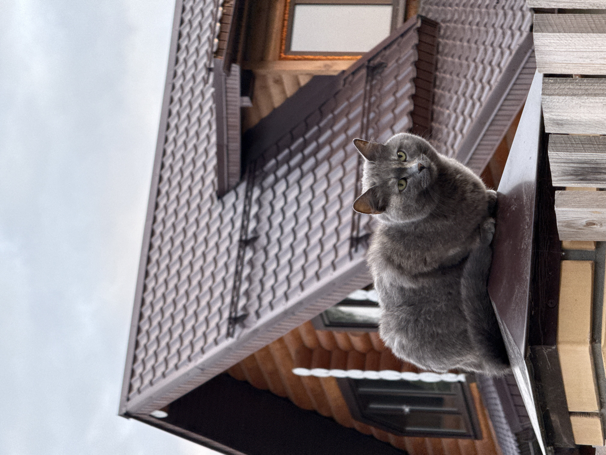 A gray cat sits on a fence post in front of a wooden house with a brown tiled roof. The house has several windows, some of which are dark. A wooden fence is visible in the foreground. The sky is overcast. The location is the city of Chaikovsky, Russia.