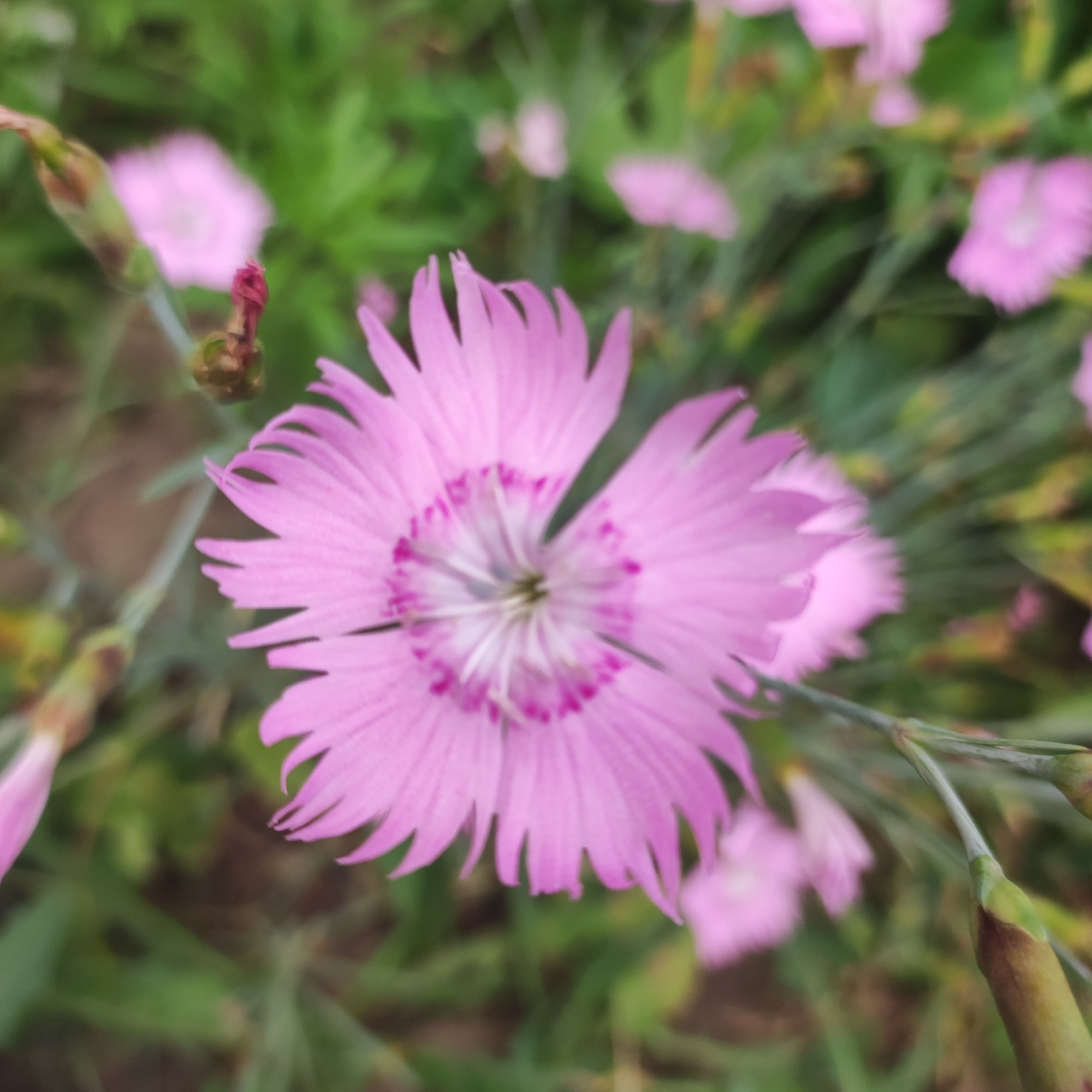 The image shows a close-up, slightly blurred view of a pink carnation flower in focus, with other blurred pink flowers and green foliage in the background. A closed bud with a reddish tip is visible to the left of the main flower, and another bud is visible on a stem to the lower right. The scene appears to be an outdoor garden setting, likely in Navoloki, Russia, given the context. The lighting suggests it could be daytime, possibly overcast, as there are no strong shadows. The soft focus and vibrant pink of the flower evoke a peaceful and natural mood. There is no visible text in the image.