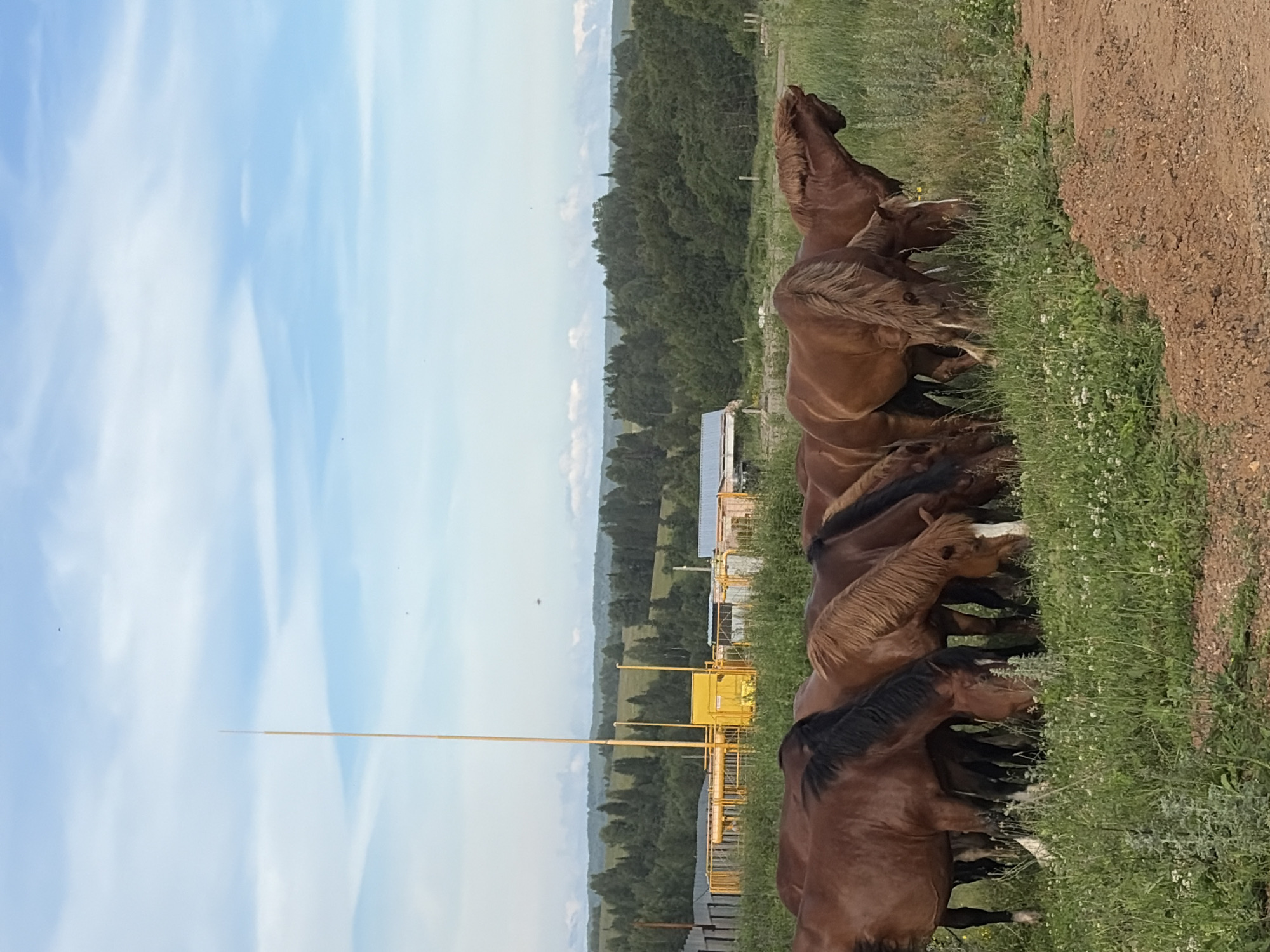 The image depicts a herd of brown horses grazing in a grassy field with a dirt path in the foreground. In the background, there is a dense forest, a yellow structure with pipes, a fence, and a tall pole. The sky is blue with scattered white clouds. The scene appears to be in a rural area, possibly on the outskirts of the village of Vanki, Russia, given the distinctive landscape features. There are no people visible in the image, and the horses are the sole subjects of focus, peacefully engaged in feeding. The lighting suggests it is daytime, likely late afternoon or early evening due to the soft light.