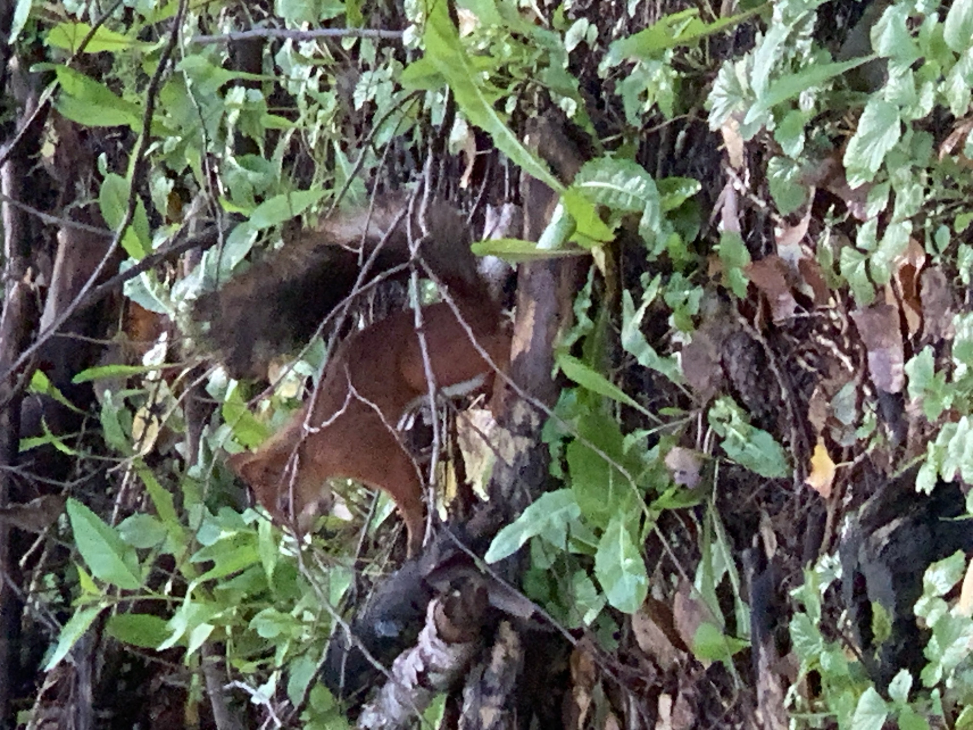 A squirrel with reddish-brown fur and a bushy tail is perched on a fallen log in a wooded area. The squirrel is facing to the left, with its head slightly lowered. Its body is partially obscured by green leaves and branches. The background consists of more foliage and fallen leaves on the ground, indicating a natural outdoor setting. The scene appears to be located in a forest or park. No specific details about Prokopyevsk, Russia are visible in the image.