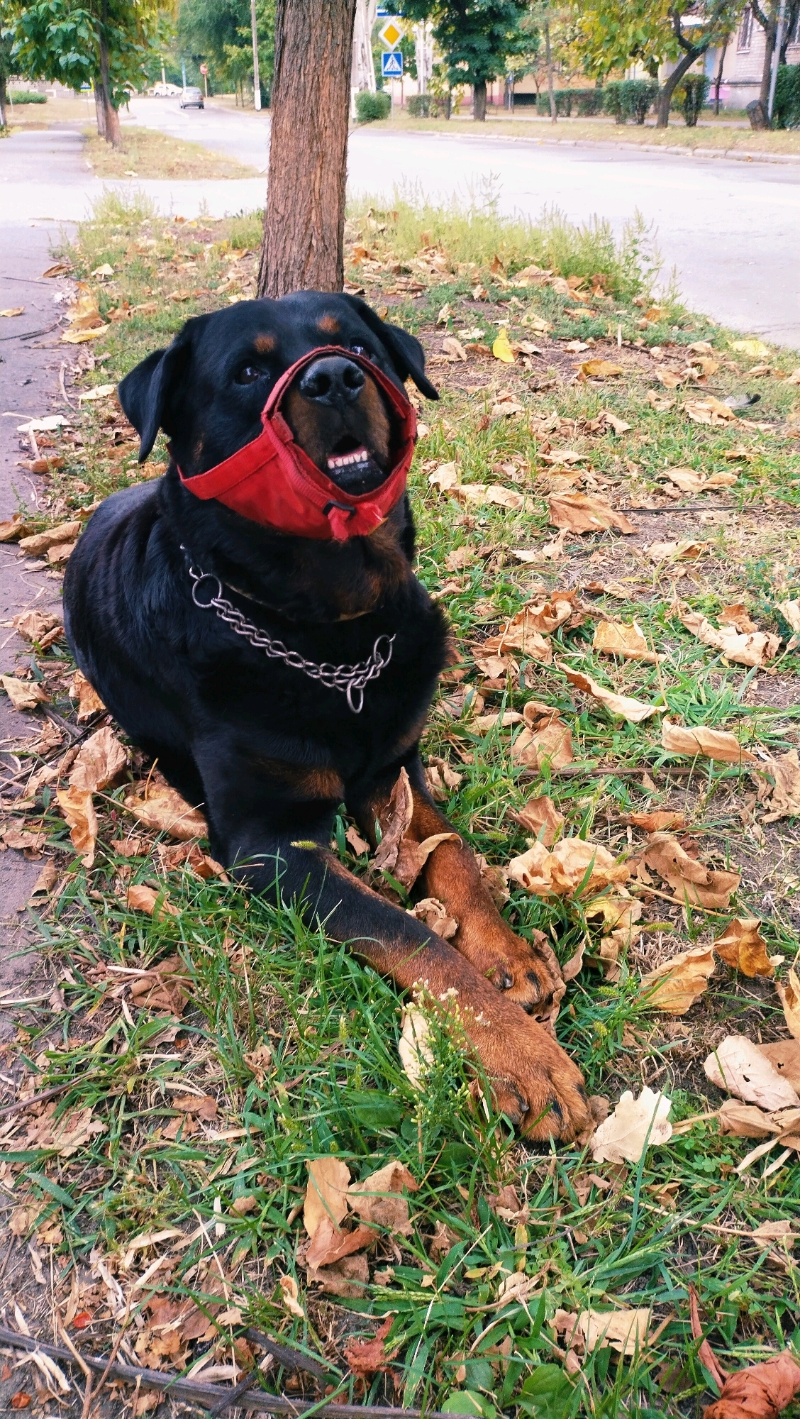 A Rottweiler dog is lying on the grass next to a tree. The dog is wearing a red muzzle and a chain collar. Fallen leaves are scattered on the ground. In the background, there is a street with cars and buildings. The scene is likely in a park or on a sidewalk in the city of Horishni Plavni, Ukraine, given the presence of typical urban elements.