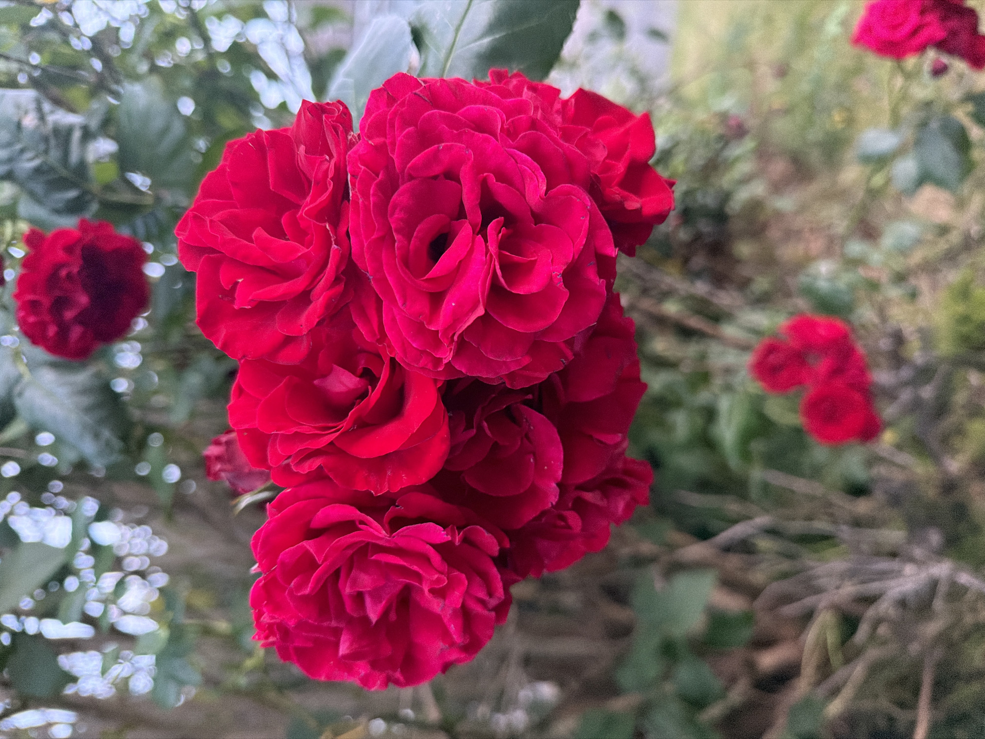 The image displays a close-up, shallow depth-of-field photograph of a vibrant cluster of deep red roses. Approximately five fully open or partially open blooms are in sharp focus, centrally positioned in the frame, exhibiting intricate petal layering. Additional out-of-focus red rose blooms are visible in the upper central background and in the lower foreground. The background consists of heavily blurred green foliage and muted brown plant stems, interspersed with numerous distinct circular bokeh highlights, indicating dappled natural lighting conditions. The scene, located in Maidstone, United Kingdom, is devoid of any human presence or discernible action.