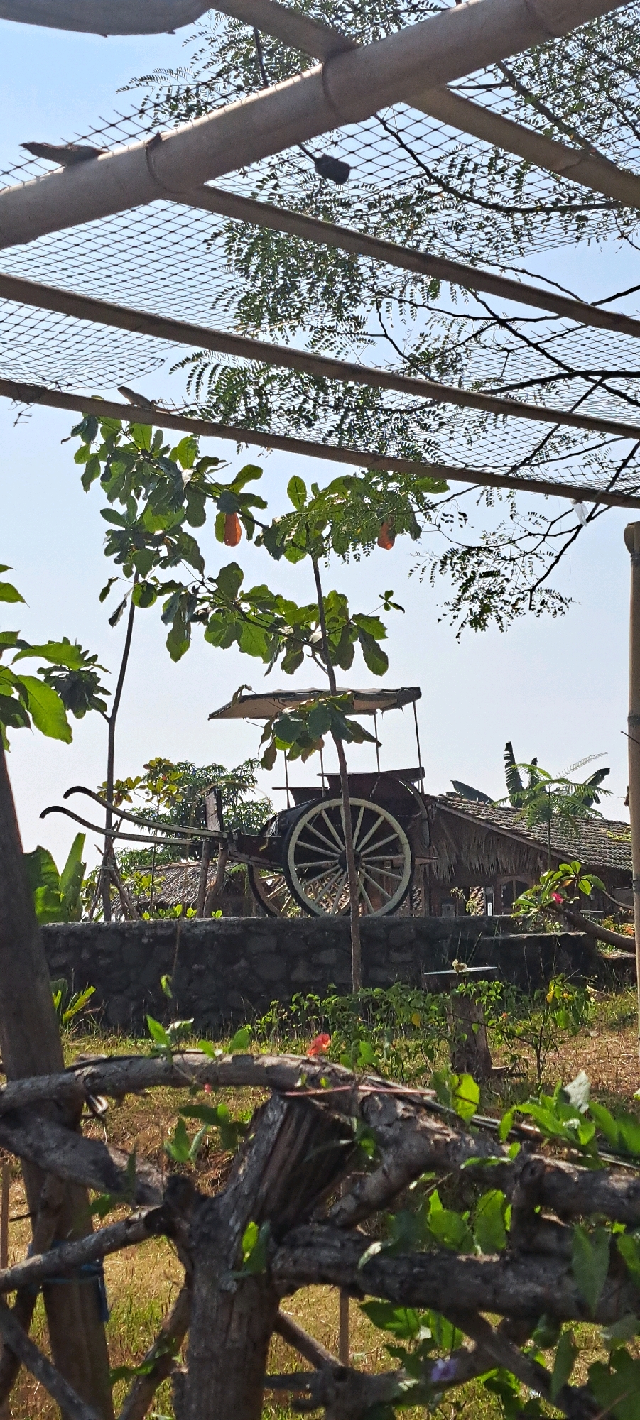 The image captures a scene in Sukoreno, Indonesia, featuring an antique wooden cart with a large spoked wheel positioned on a stone wall. The cart has a thatched roof and appears to be a decorative element in a garden setting. Behind the cart, a traditional Indonesian house with a thatched roof is visible. Lush greenery, including trees with orange fruits, surrounds the cart and house. In the foreground, a rustic wooden fence made of branches adds to the natural aesthetic. The sky above is clear and bright.