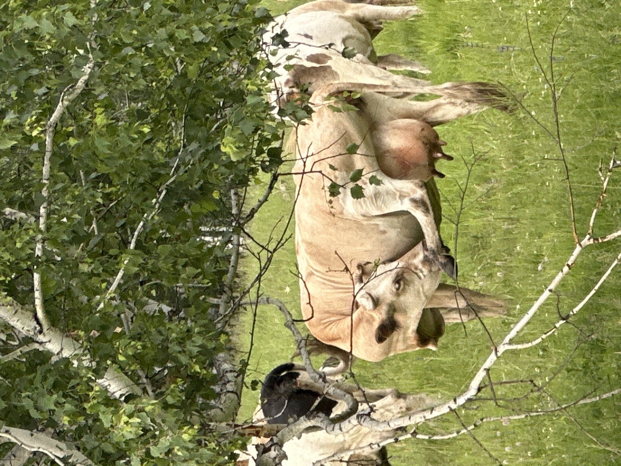 In an outdoor grassy field, partially obscured by tree branches and green foliage, several cows are visible. The central cow is a light tan color and is facing to the left, with its head bent down as if grooming itself. It has a large udder with four teats. To the left of this cow is another cow that is mostly white with black patches on its head and back. Its rear end is visible. To the right and slightly behind the central tan cow, a third cow is visible, which is white with brown patches. The ground is covered in green grass with a few small white flowers. The background consists of more trees and foliage. The lighting suggests it is daytime.