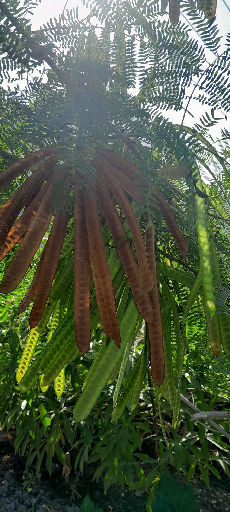A low-angle shot captures a cluster of ripe and unripe seed pods hanging from a tree in Tambakrejo, Indonesia. The mature pods are a deep brown and elongated, while the younger ones are a vibrant green and appear more translucent, with visible seeds inside. Sunlight filters through the feathery leaves of the tree, creating a dappled effect on the pods and foliage. The background consists of more lush greenery and a bright sky. The overall scene is one of natural abundance and the life cycle of a plant.