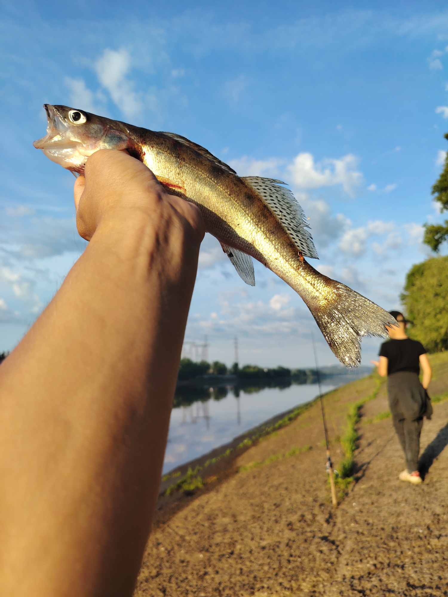 The image shows a close-up of a person's hand holding a freshly caught fish against a backdrop of a river, a grassy embankment, and a blue sky with scattered clouds. The fish, with its mouth agape and eyes wide, is golden-brown with dark markings along its body and fins. The person's arm, tanned and muscular, is the dominant foreground element, with the fish extending diagonally across the frame.
In the mid-ground, a woman wearing a black t-shirt and dark pants walks away from the camera on a gravel path along the riverbank. Two fishing rods are planted in the ground near the water's edge, suggesting the activity of fishing. The river is calm, reflecting the sky and the surrounding greenery. In the distance, power lines and trees line the opposite bank.
The lighting indicates it is late afternoon or early evening, with the sun casting long shadows and illuminating the fish with a warm glow. The weather appears pleasant, with a clear sky and light clouds. The scene evokes a sense of accomplishment and connection with nature, likely in a rural or semi-urban setting near a body of water. No visible text is present in the image. The location context provided is Chaikovsky, Russia.