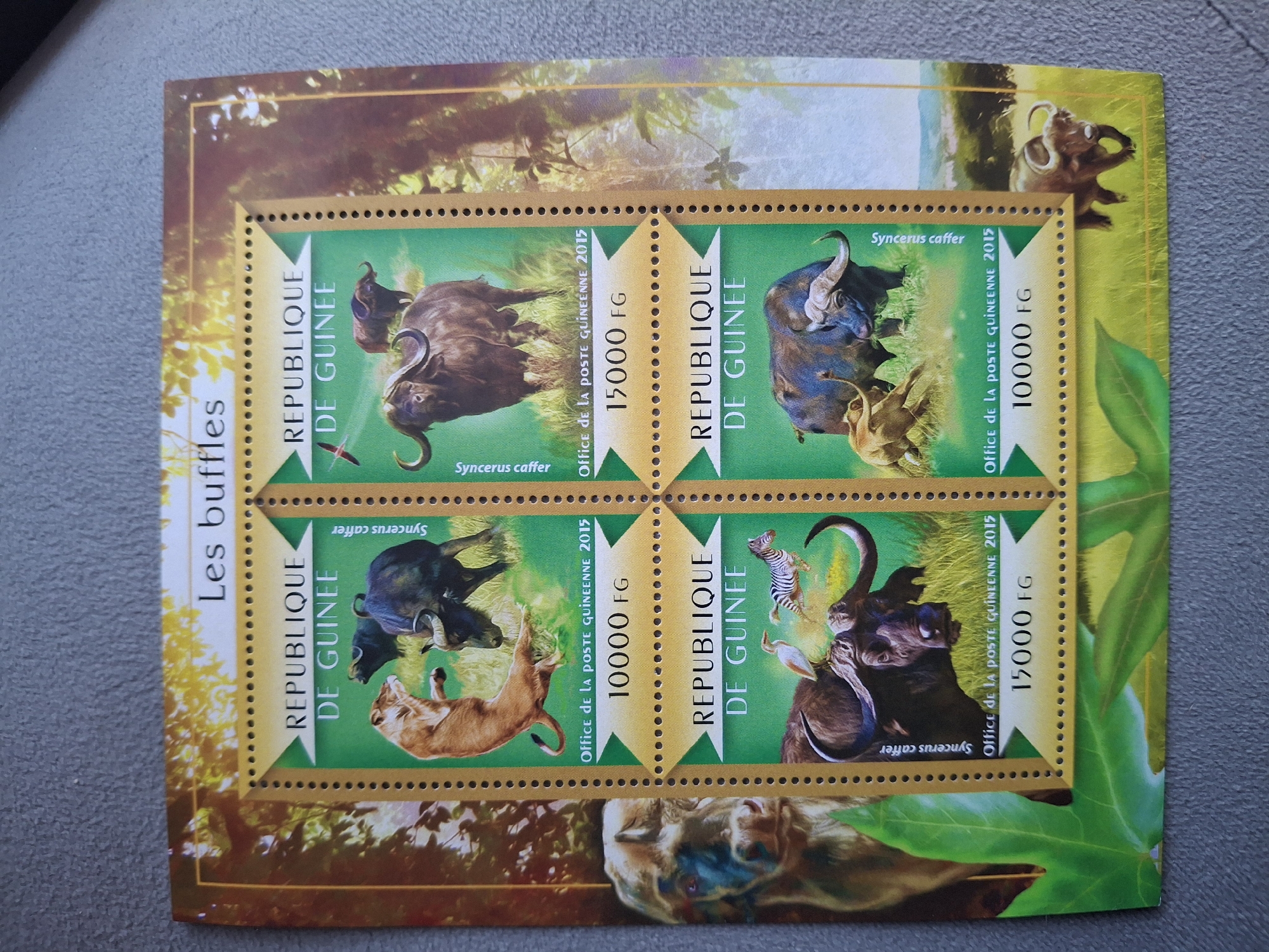 The image shows a set of four postage stamps from the Republic of Guinea, mounted on a decorative backing sheet. Each stamp features an image of Syncerus caffer, the African buffalo, and the text "REPUBLIQUE DE GUINEE," "Office de la POSTE GUINEENNE 2015," and "Syncerus caffer." Two stamps are valued at 10000 FG (Guinean Francs), and two are valued at 15000 FG. The backing sheet has a border featuring jungle-themed imagery. The location, Pleven, Bulgaria, is not relevant to the image content.