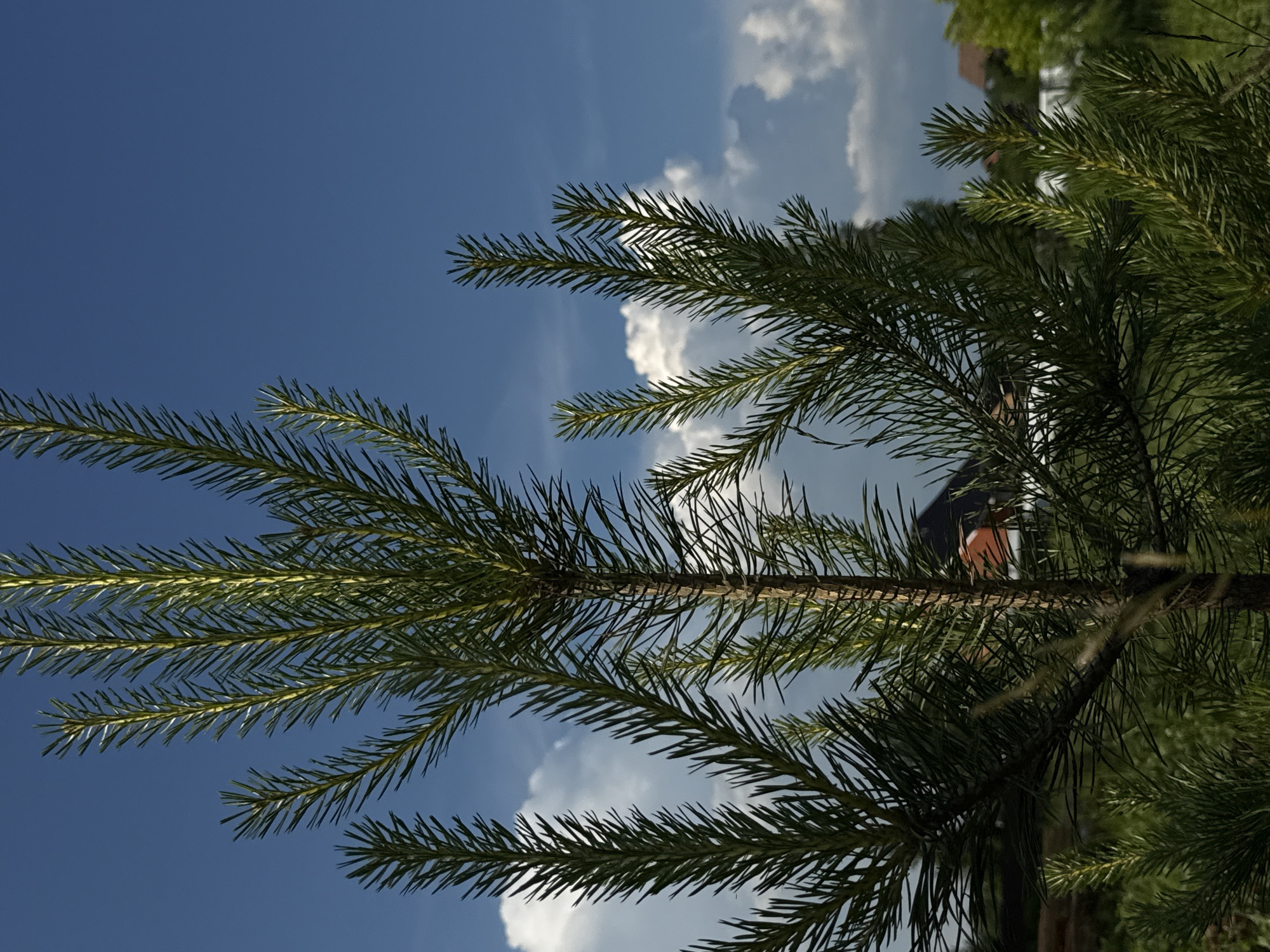 This is a vertical, close-up, eye-level shot of a young pine tree's branches and needles in the foreground. The needles are sharp and green, with some showing a slight yellowish tint, suggesting they are catching the sunlight. The branches are clustered, with some extending upwards and outwards, creating a layered effect. The background is a bright blue sky with scattered white, puffy clouds. In the mid-ground, partially obscured by the pine tree, are the roofs of houses and hints of green foliage, suggesting a residential area. The scene is consistent with an outdoor environment in a rural or suburban setting. There are no people or animals visible in the image. The location is identified as the city of Dokshitsy, Russia.