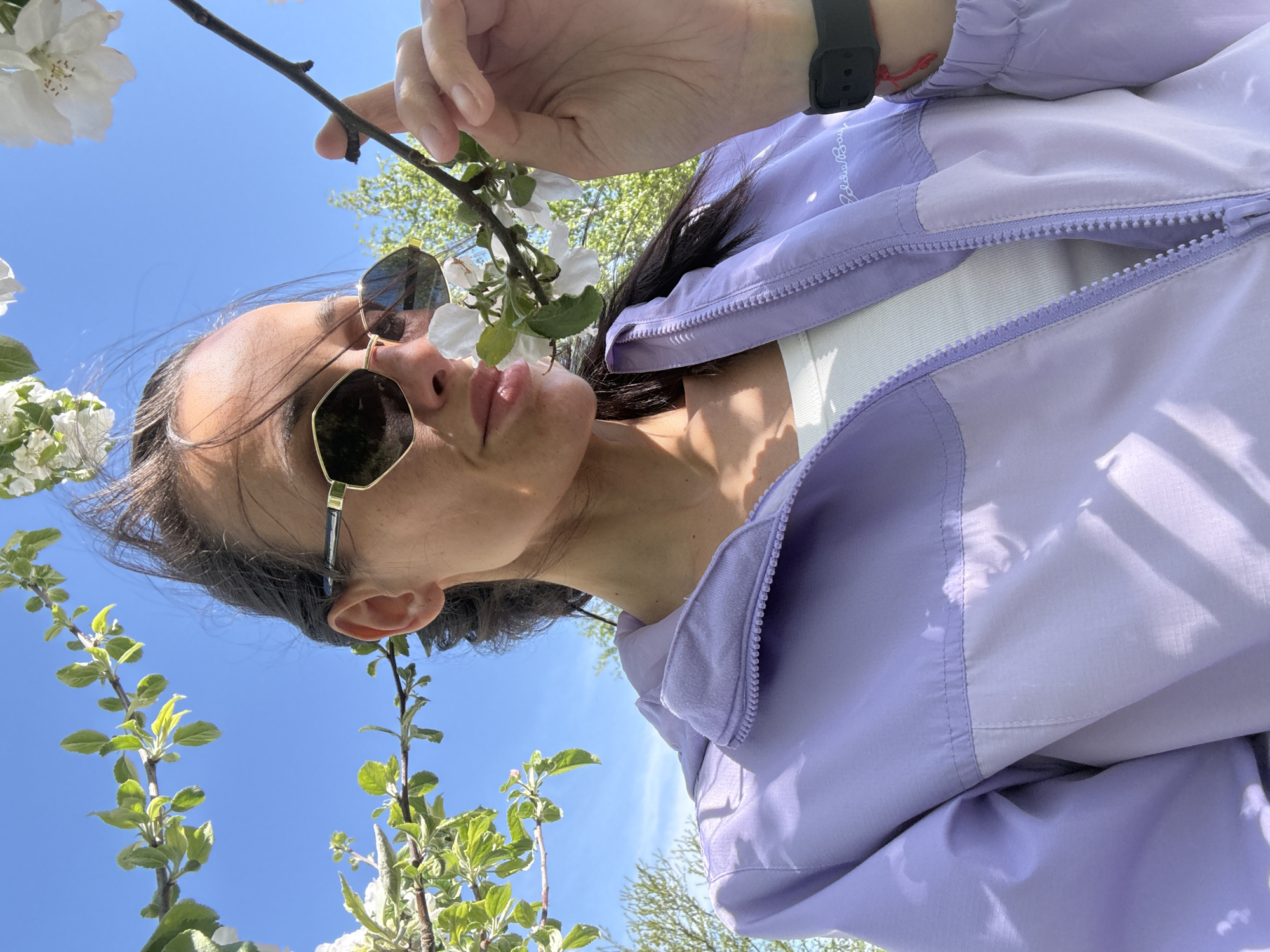 A low-angle outdoor portrait features a person, likely female, engaging with a flowering tree branch against a vibrant blue sky. The person is seen from the chest up, looking slightly upwards, with their right hand gently holding a branch adorned with white blossoms and fresh green leaves. They are wearing hexagonal-shaped sunglasses and a light purple and off-white two-toned jacket, partially unzipped to reveal a white undershirt. A black smartwatch is visible on their left wrist.
The image captures a bright, sunny daytime scene, characteristic of spring, set in an outdoor environment in Pleven, Bulgaria, possibly a garden or orchard. The clear blue sky and abundant blossoms suggest pleasant weather. The person's expression is neutral, with slightly parted lips. The jacket features the embroidered text "Eddie Bauer" on the left chest area, above the zipper.