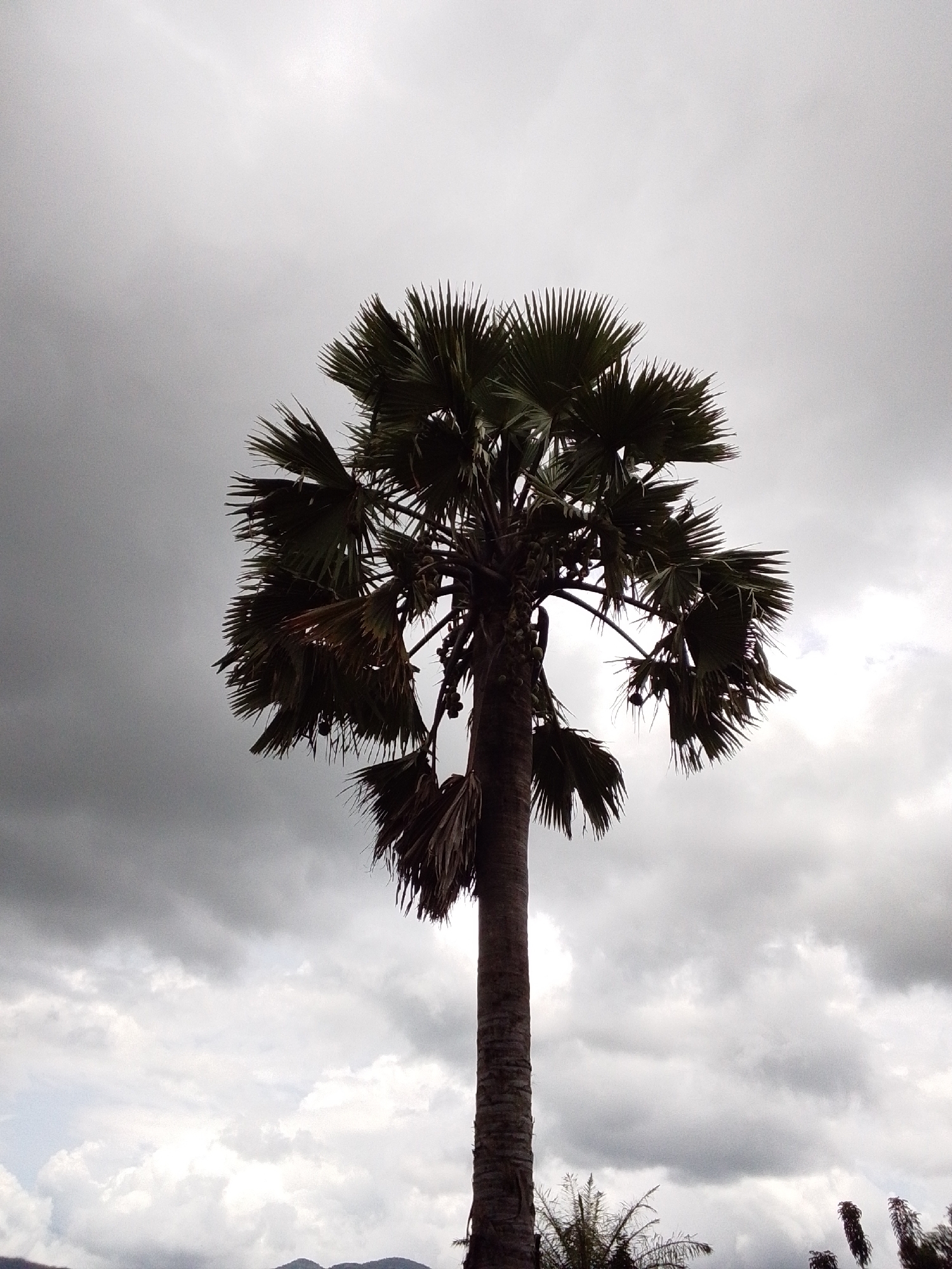 A single palm tree stands tall against a cloudy sky. The tree has a thick, textured trunk and a large crown of fronds. The fronds are dark green and appear to be fanning out from the top of the trunk. The sky is overcast with a mix of light and dark clouds, creating a diffused light. The bottom of the image shows a hint of a landscape with what appears to be hills or mountains in the distance, and some other vegetation. This scene is located in Serti, Nigeria.