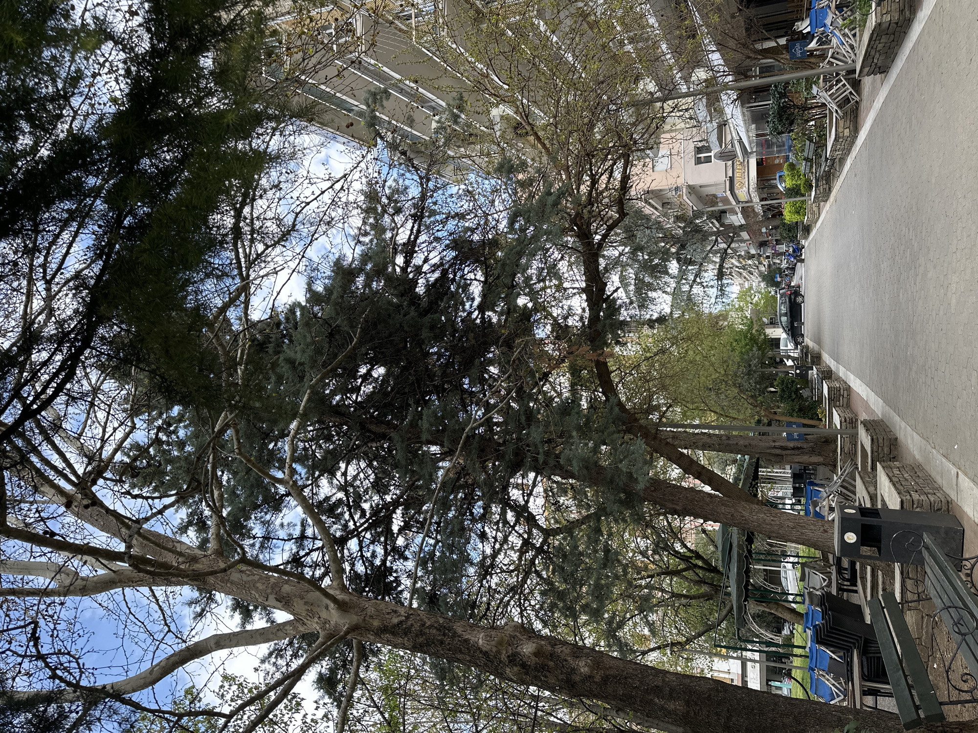The image depicts a street scene in Serres, Greece. A wide, paved pedestrian walkway dominates the foreground, bordered by trees providing partial shade. Along the right side are benches and stacked blue and white chairs, indicative of a cafe or restaurant. Buildings line the street in the background, with parked cars and motorbikes visible further down the road. The trees obscure a clear view of the sky, but patches of blue are visible between the branches.