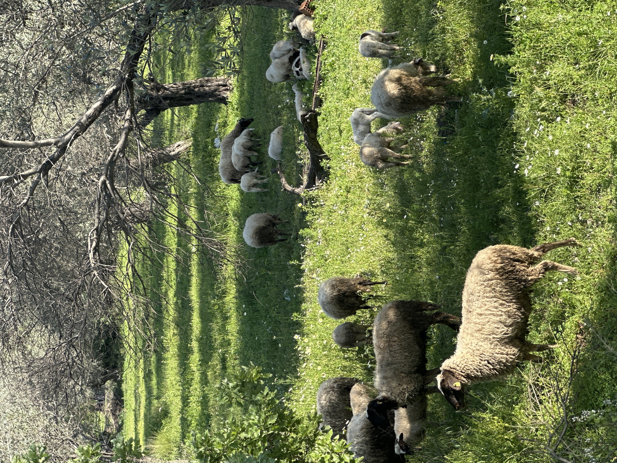 The image depicts a flock of sheep grazing in a grassy field. The sheep are of varying colors, including white and dark. The location is in Datça, Turkey. The field is partially shaded by trees. The environment appears natural. There are no people visible.