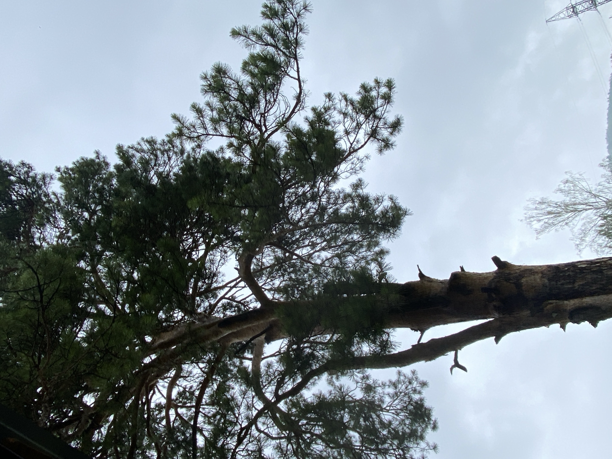 The image shows a large pine tree with a rough, textured bark, reaching towards a cloudy sky. The branches are thick and covered in dark green needles, creating a dense canopy. The tree is the primary subject, positioned in the lower left and center of the frame. The sky is overcast, with a uniform gray appearance, suggesting a cloudy day. In the lower right portion of the image, a portion of a high-voltage power line tower and cables are visible, along with the tops of other trees and a gentle slope of land in the background. The scene appears to be outdoors, possibly in a park or a natural setting within the city of Berëzovaya Roshcha, Russia. There are no people visible in the image.