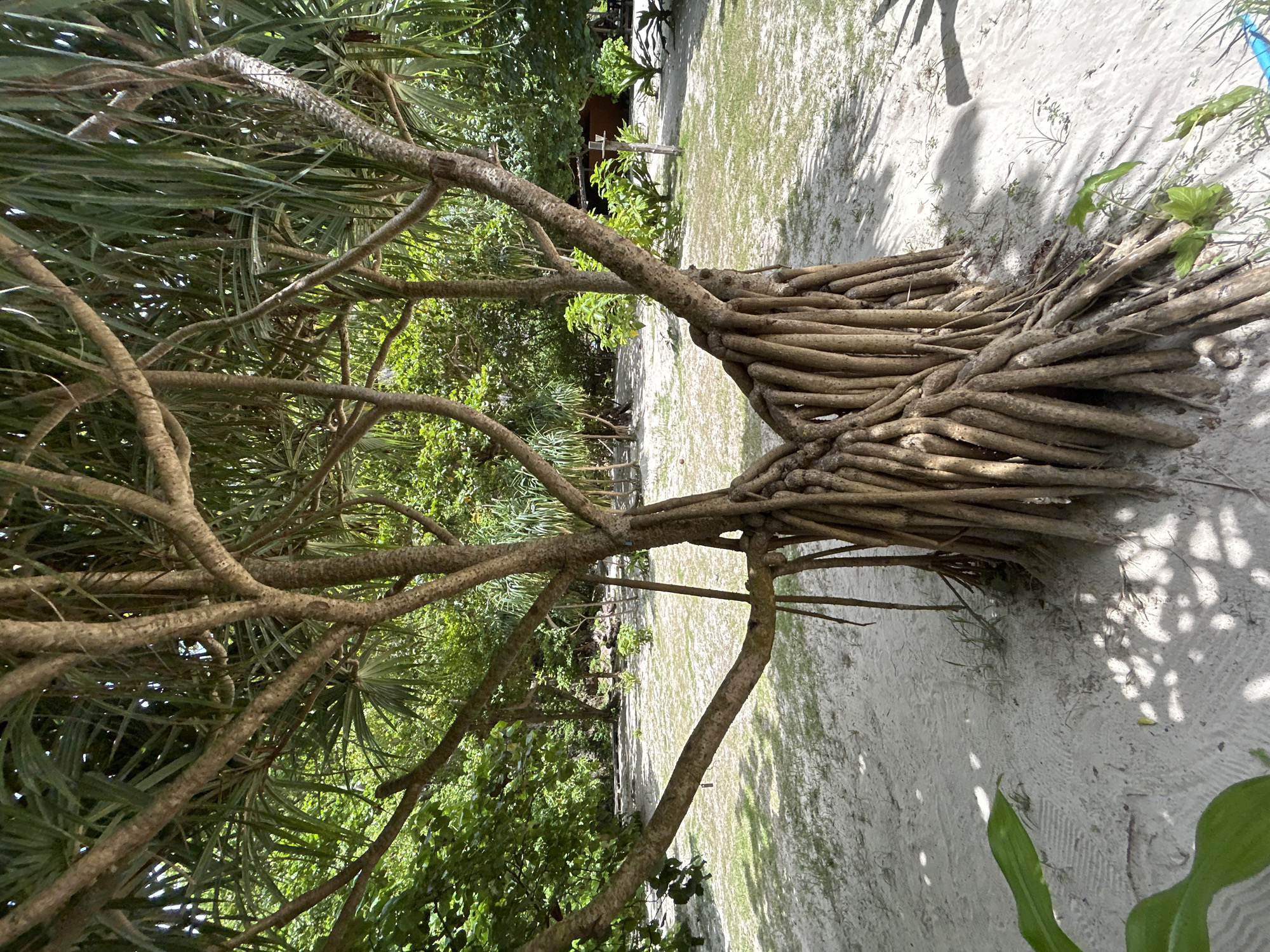 A close-up, eye-level, medium shot captures a tree with an unusually intertwined root system standing on a sandy beach in Ao Nang, Thailand. The tree's trunk branches out into several limbs, supporting a canopy of long, thin leaves. The ground is covered in light-colored sand with scattered patches of short, dry grass. In the background, more trees and vegetation are visible, with a hint of a building and a small wooden structure. Sunlight filters through the leaves, casting dappled shadows on the sand. The scene is calm and natural, with no people present.