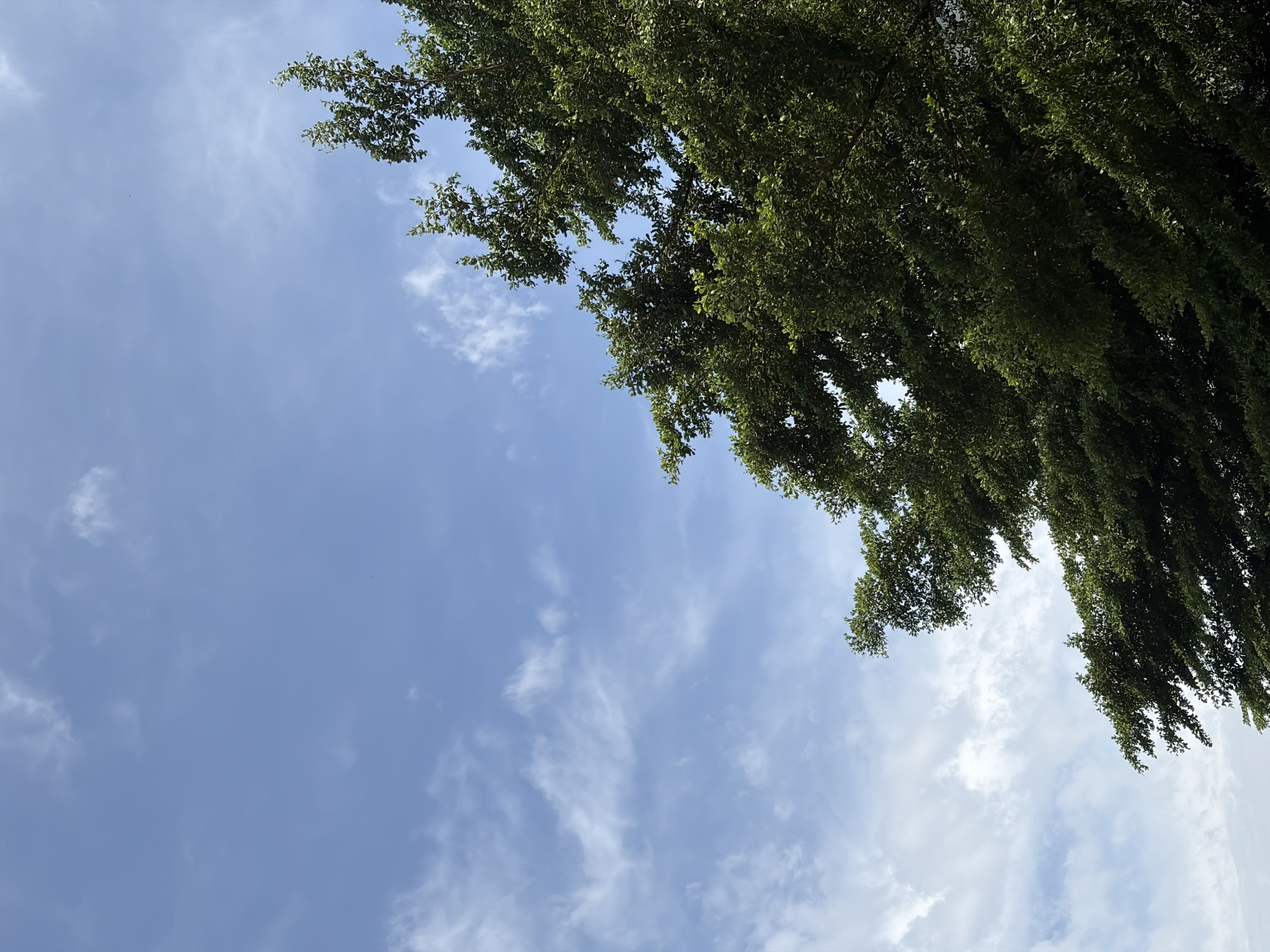 The image shows a clear blue sky with sparse white clouds, partially obscured by the dense green foliage of a large tree. The tree's branches extend diagonally from the right side of the frame, with sunlight filtering through its leaves, creating a dappled effect. The lower portion of the image is dominated by the tree, while the upper portion displays the sky. The scene appears to be outdoors, in a location that suggests a natural or park-like setting.