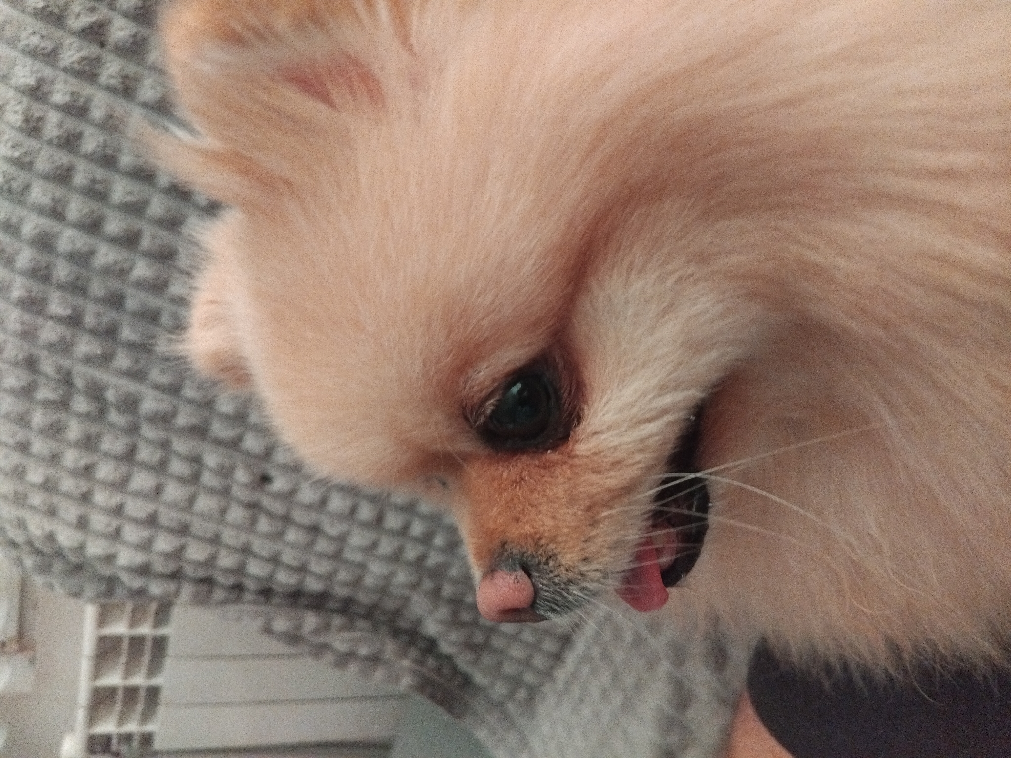 A close-up, side-view photograph features a Pomeranian dog with light-colored fur. The dog's head is turned to the left, revealing its pink nose, dark eye, and a portion of its tongue peeking out. The dog appears to be sitting on a textured, gray fabric, possibly a blanket or sofa. In the background, to the left of the dog, a white radiator with horizontal slats is visible, along with a gray knitted texture. The lighting suggests an indoor setting, consistent with a home environment. The image does not contain any elements that would indicate its location in Apriltsi, Bulgaria.