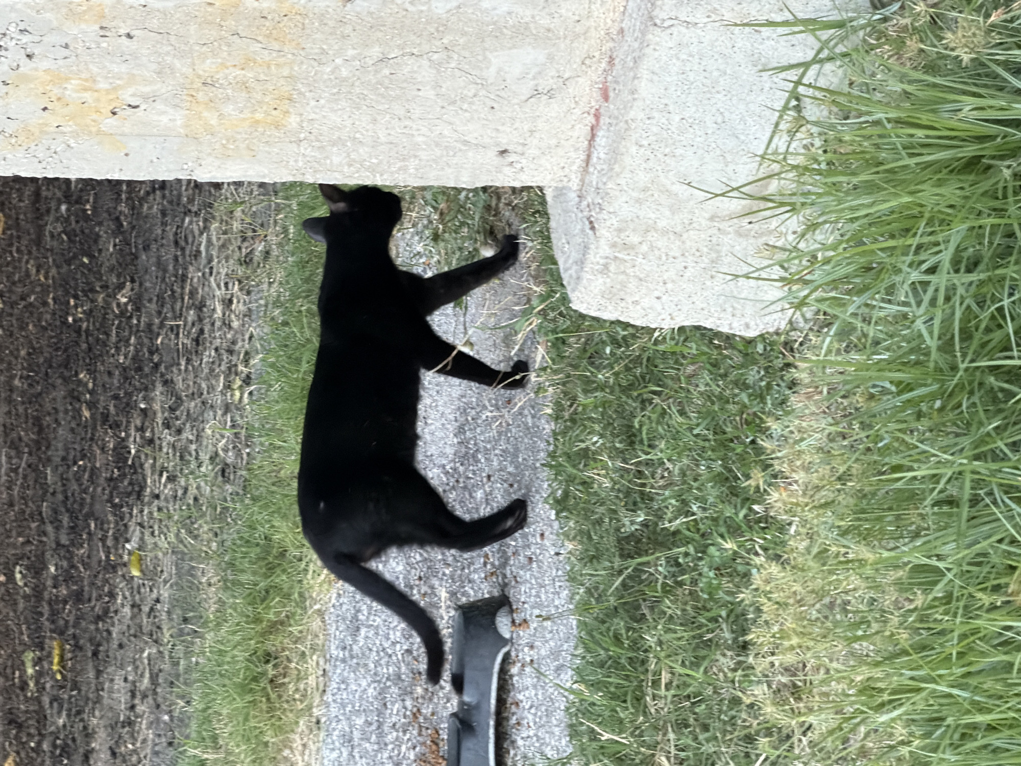 A black cat is walking past a concrete pillar next to a patch of grass. The cat is in profile, facing right. Its tail is curved upward. In the background, there is a dark, muddy area with some debris, and a gray, gravelly path. A black food bowl, with some kibble in it, is on the gravel path to the left of the cat. The concrete pillar has some orange staining. The scene appears to be outdoors, possibly in an urban or park-like setting.