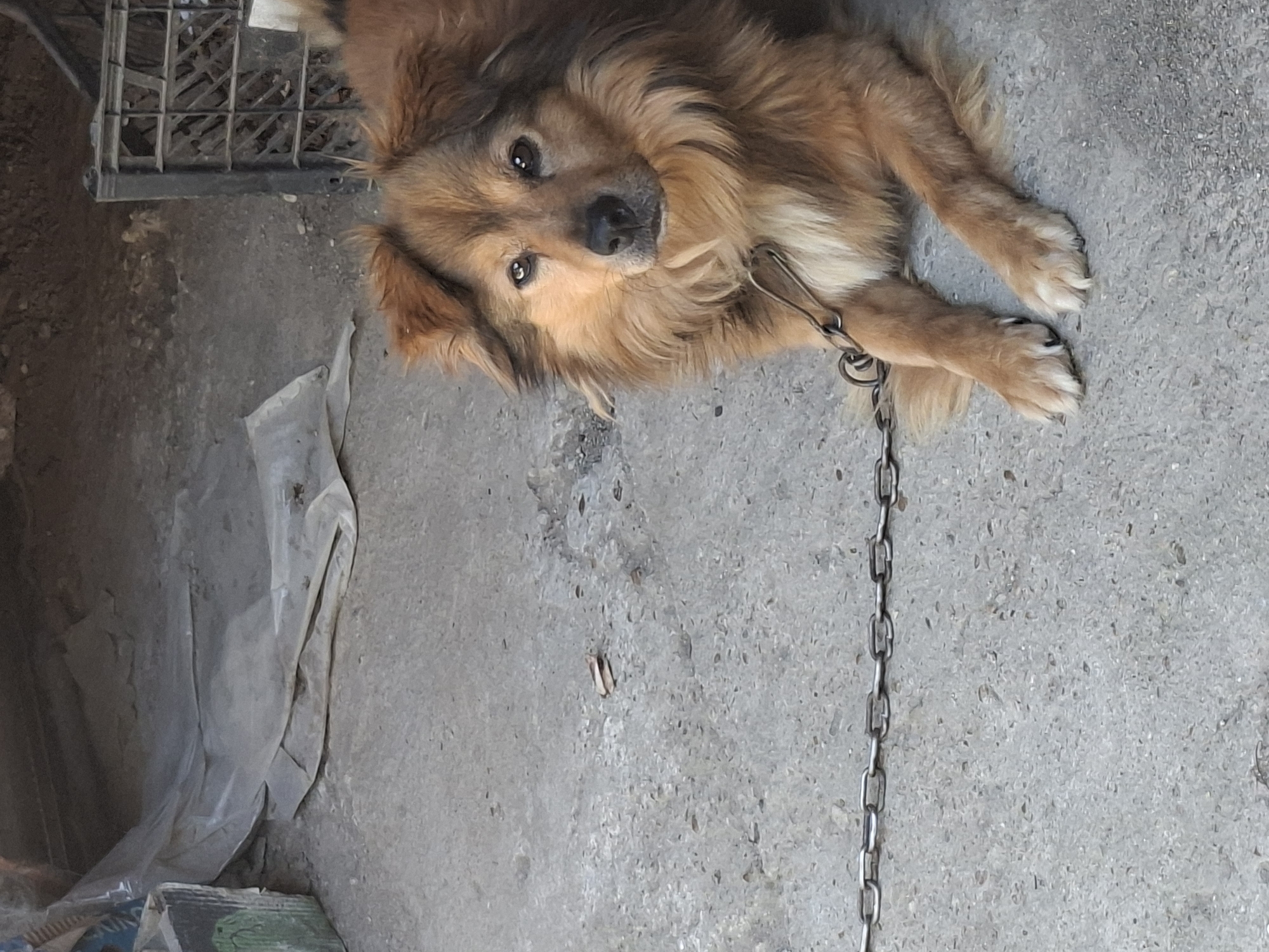 A medium-sized, long-haired dog with brown and tan fur lies on a concrete surface. The dog is wearing a metal chain collar and leash, which extends out of frame. Its head is turned towards the camera, with dark eyes and a dark nose. The dog appears relaxed.
The setting is outdoors, on a grey, speckled concrete ground. To the left of the dog is a dark, metal crate with a grid pattern. Further to the left and slightly behind the crate, a white, translucent plastic sheet is draped, partially covering some indistinct objects. The overall lighting suggests daytime, but the specific time or weather conditions are not discernible. The image captures a moment of stillness with the dog resting. There is no visible text in the image.