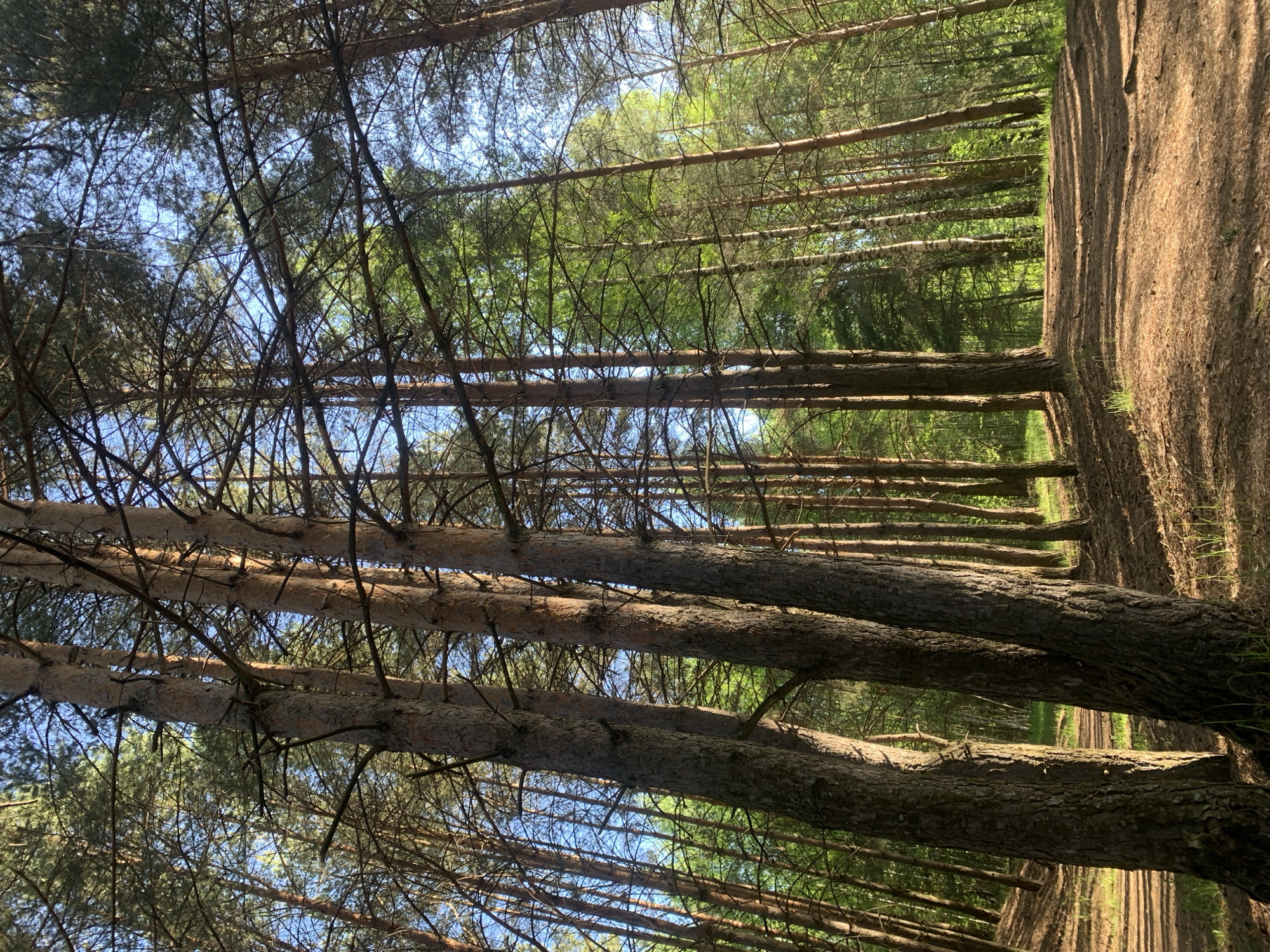 The image depicts a forest in Chaikovsky, Russia. The camera is angled upwards, showing tall, slender trees. The bark of the trees is textured and brown. Gaps between the trunks reveal a bright blue sky and green foliage higher in the canopy. A dirt path runs alongside the trees on the right side of the frame. Sunlight filters through the trees, creating patches of light and shadow. There are no people or animals visible in the image.