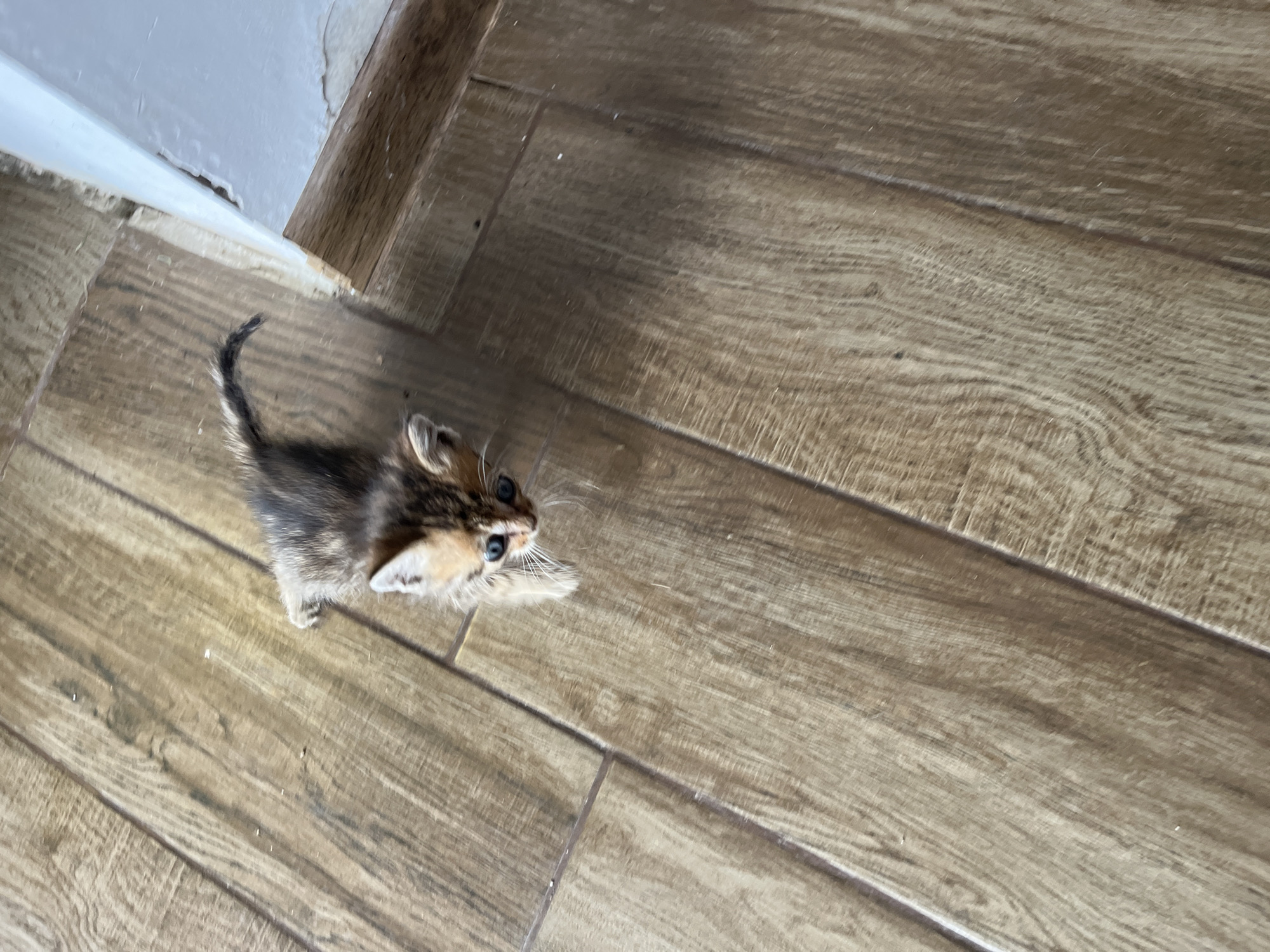 A small, young kitten is captured from an overhead perspective, positioned on a light brown, wood-look tiled floor indoors. The kitten, likely a few weeks old, features distinctive tabby markings in shades of brown, black, and tan, and has striking bright blue eyes. It is looking upwards and slightly to its right, appearing alert and curious, with its whiskers clearly visible.
To the left of the kitten, a white wall or baseboard is present, showing signs of wear or peeling paint. Adjacent to this, a dark wooden trim or doorframe runs vertically along the edge of the floor. The floor itself consists of rectangular tiles designed to resemble wooden planks, complete with visible grain patterns and seams. The lighting is bright and even, characteristic of an indoor daytime setting. No text is visible in the image.