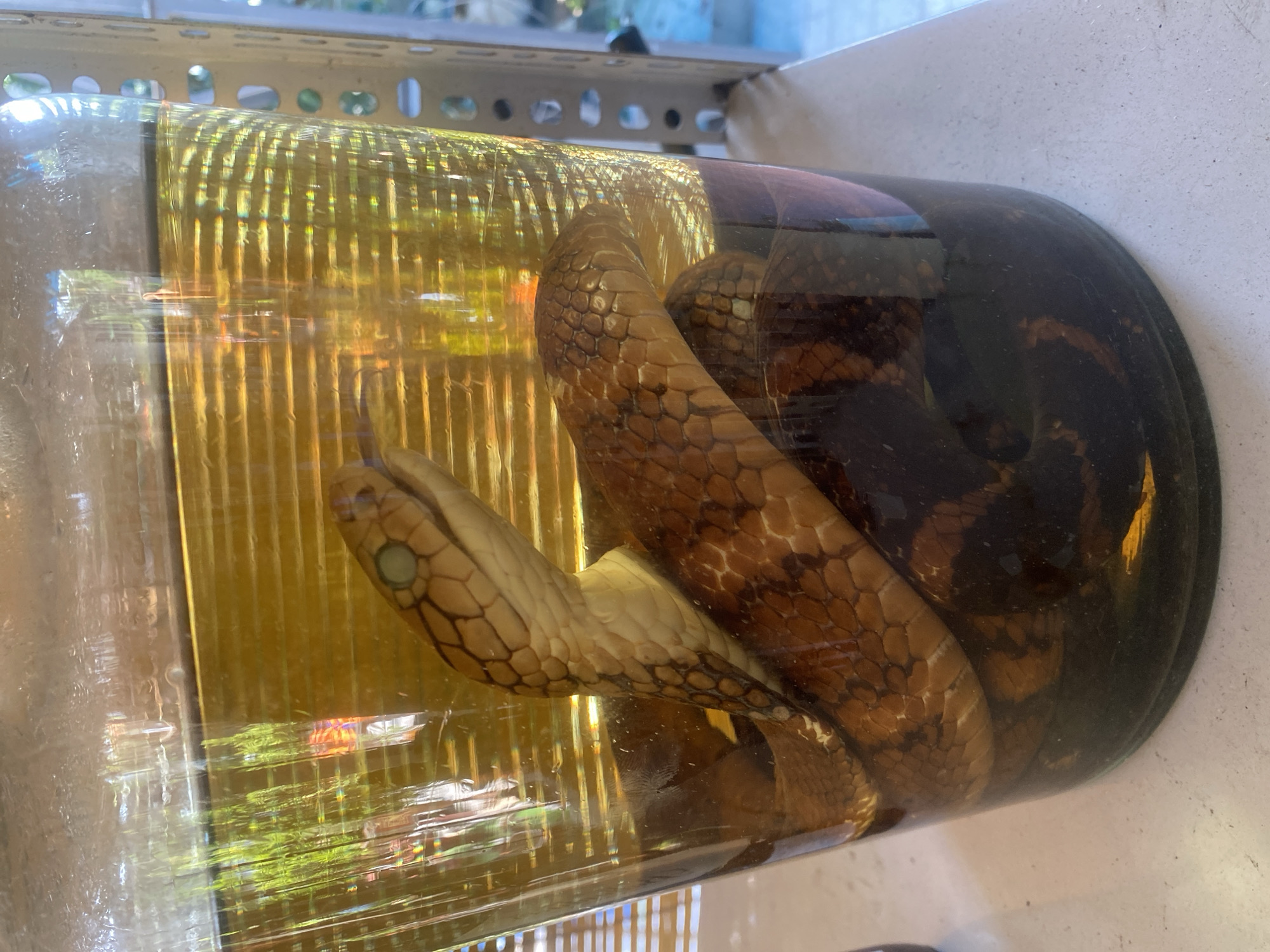 A preserved snake is displayed in a glass jar filled with amber-colored liquid. The snake, a brown and tan patterned reptile, is coiled within the jar, with its head visible near the top. The jar is tall and cylindrical, with horizontal ridging on its exterior. The liquid level is about two-thirds of the way up the jar. Behind the jar, a metal shelving unit is visible, with blurred greenery and sunlight suggesting an outdoor or semi-outdoor environment. The image appears to have been taken in Thuận An City, Vietnam, given the context provided.