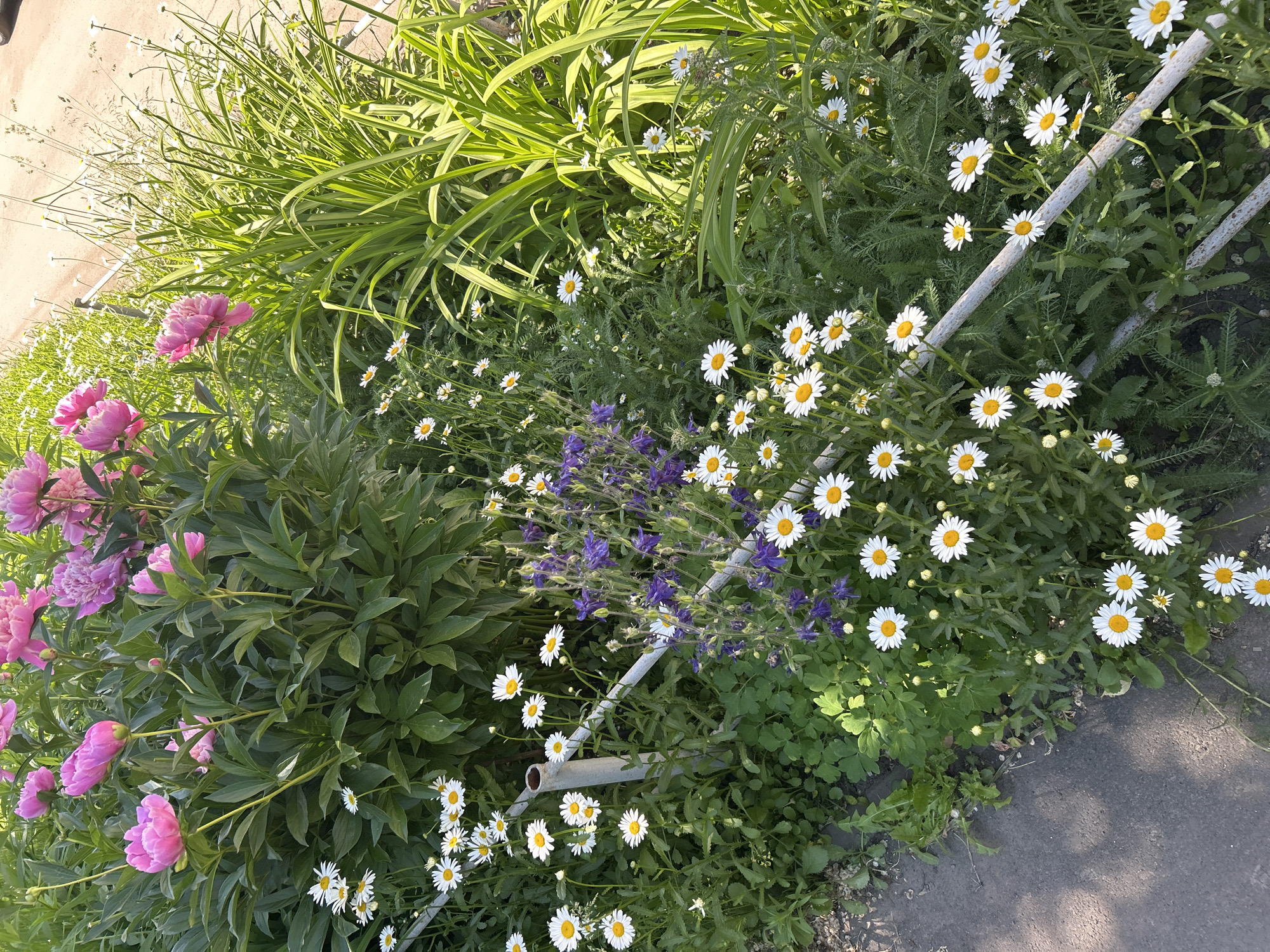 In an outdoor setting, a close-up shot captures a vibrant garden border. Dominating the left side are several large, pink peonies in various stages of bloom, nestled amongst dark green foliage. To the right and in the foreground, a profusion of white daisies with yellow centers creates a cheerful carpet of flowers. Interspersed among the daisies are delicate purple columbine flowers, adding a splash of contrasting color. Tall, lush green grass with a slightly yellow hue rises on the far right, catching the sunlight. A grey, weathered metal fence or border runs horizontally across the frame, partially obscured by the plants. The ground to the left appears to be a paved surface, possibly a sidewalk or path, with shadows from overhead foliage dappled across it. The scene is bathed in bright sunlight, indicating a clear day. There are no people or animals visible.