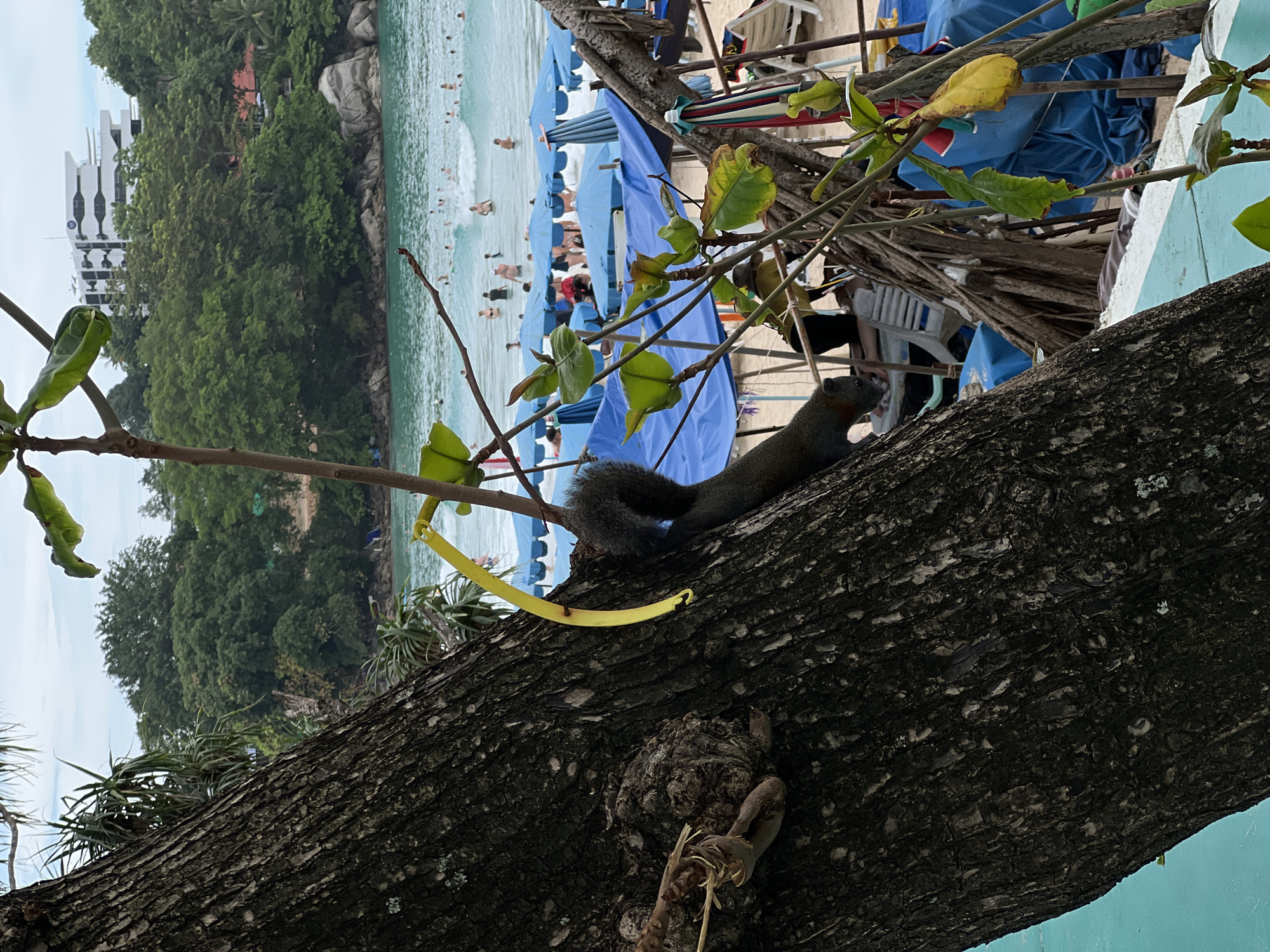 In the foreground, a squirrel is climbing on the rough bark of a large tree trunk that occupies the left side of the frame. A yellow, curved object is attached to the tree trunk. The background shows a beach scene with a turquoise body of water, waves, and numerous people swimming and wading. Blue beach umbrellas are set up on the sand, and some lounge chairs are visible. Lush green trees and some buildings are visible further in the background. The sky is overcast.