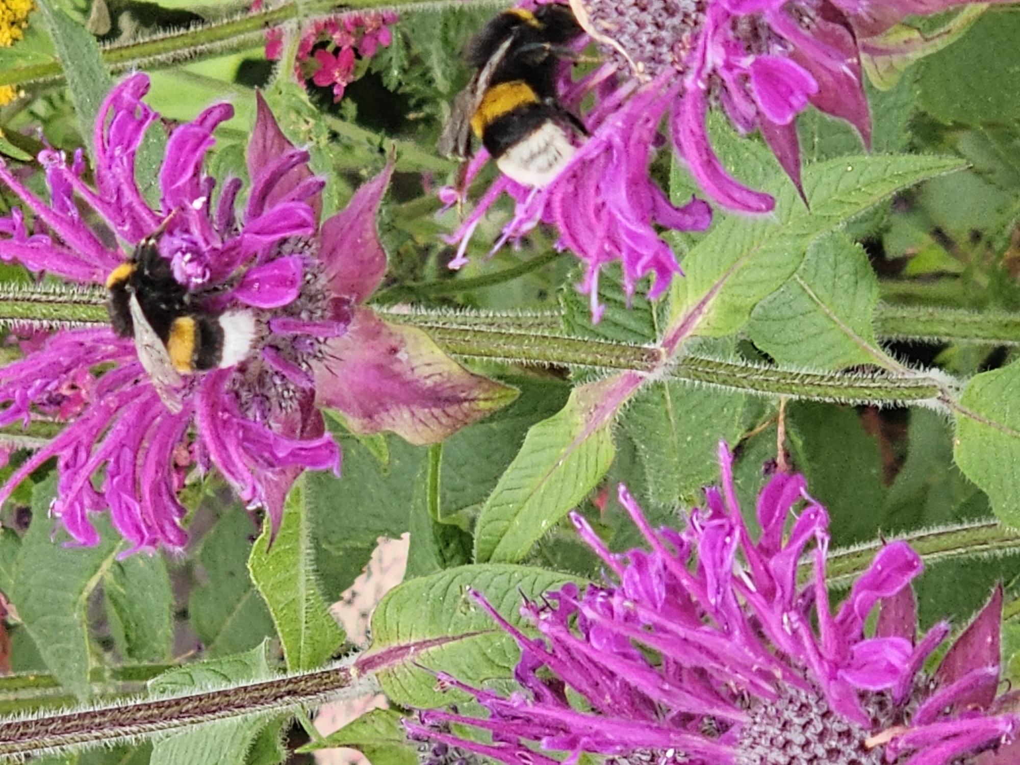 In a garden environment, two bumblebees are in focus, engaged with bright pink bee balm flowers. The bumblebee on the left is positioned on a flower with its body facing left, exhibiting clear black and yellow banding and a white tip on its abdomen. The bumblebee on the right is also on a bee balm flower, with its body angled to the right and its head down, seemingly collecting nectar. Green foliage and stems, some fuzzy and brown, form the background, with hints of other pink flowers and yellow blooms visible in the distance. The lighting suggests it is daytime, likely sunny, given the brightness of the flowers and the bees.
