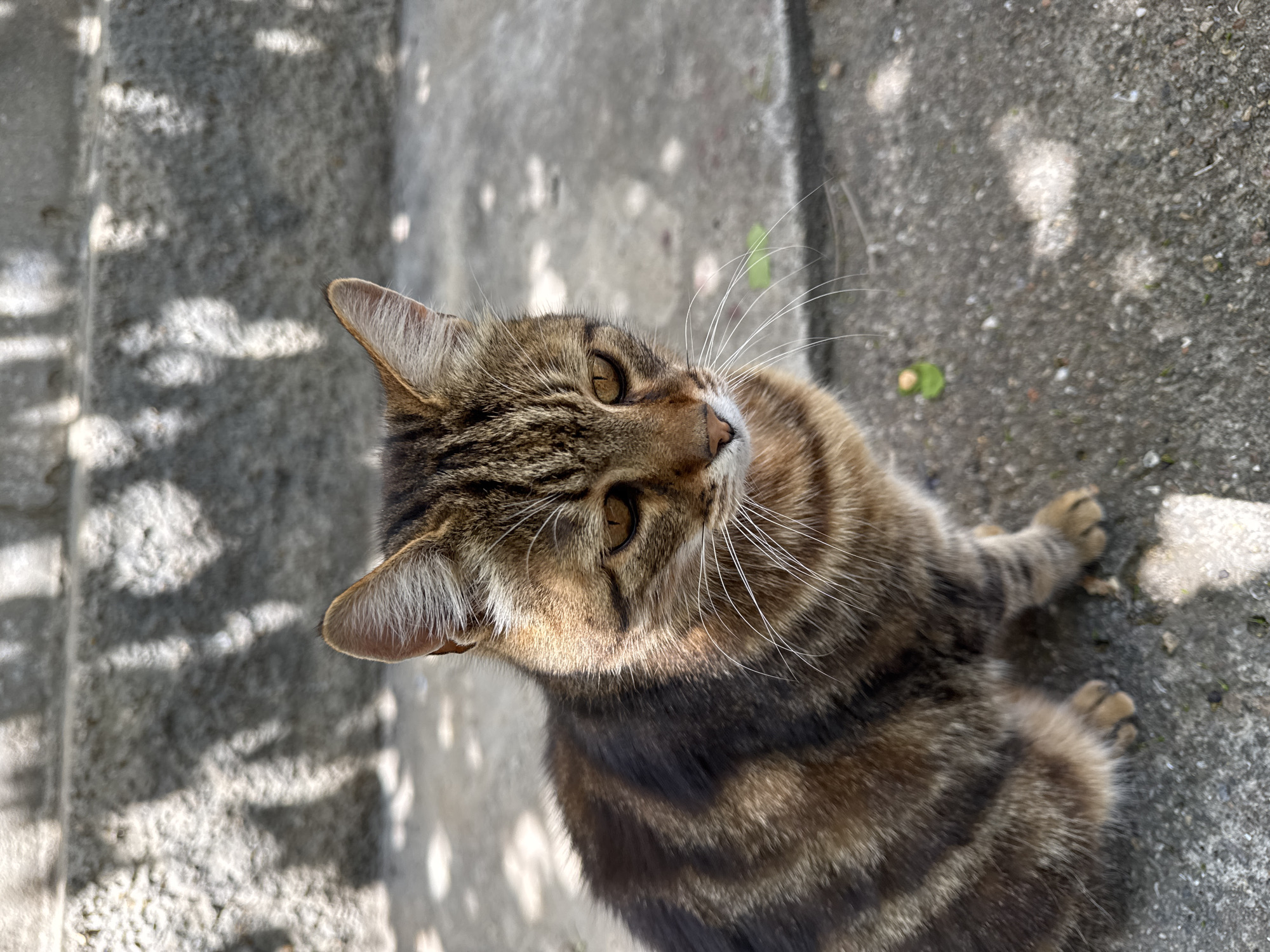 A tabby cat sits on concrete outdoors, with dappled sunlight and shadows from overhead foliage creating a textured pattern on the ground and a stone structure in the background. The cat is facing right, with its head slightly lowered, and its amber eyes are looking down. Its fur is a mix of brown, black, and tan stripes. The environment appears to be a public space, possibly a park or pathway, given the stone steps and concrete ground. The location is identified as Rozdilna, Ukraine.