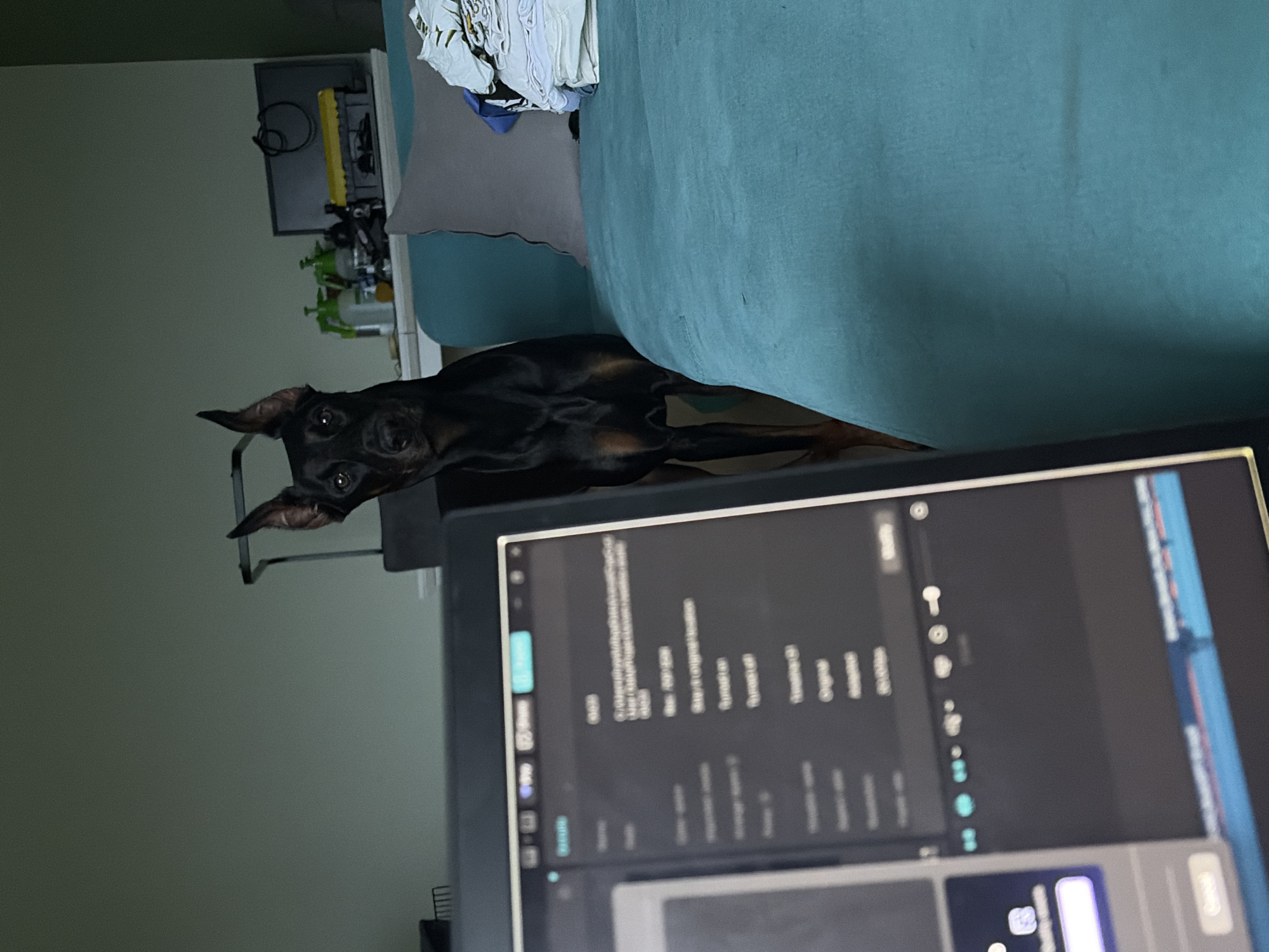 The image shows a Doberman Pinscher standing in a room. The dog is black and tan with erect ears. It is looking at the camera. In the foreground, there is a computer monitor displaying what appears to be video editing software. The background is blurred but shows a teal couch with a gray pillow and some folded clothes. There is also a shelf with bottles and a television in the background. The room appears to be a living room. The location is not specified in the image.
