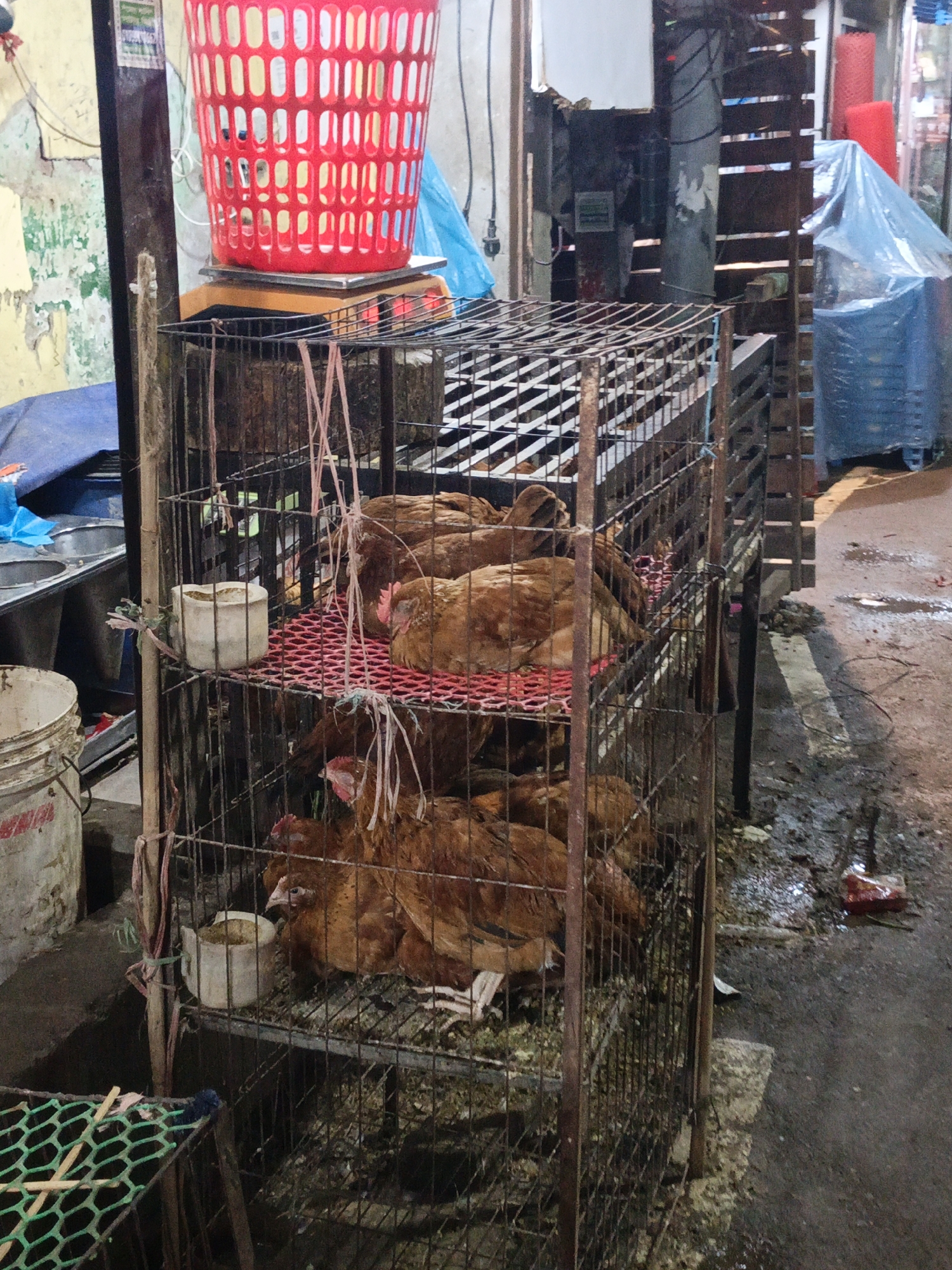 The image depicts a dimly lit, utilitarian scene, likely within a market or a processing area for live poultry. The central feature is a rusty, multi-tiered metal cage densely packed with live, brown chickens. The chickens are huddled together on red mesh flooring within each level of the cage.
Positioned on top of the cage is a weighing scale, with a bright red plastic basket or crate placed on the scale itself. To the left of the cage, a metal sink is visible, partially obscured by blue fabric or tarpaulin. A dirty white bucket rests on the ground beneath the sink. A small, white cup, potentially a feeder or waterer, is tied to the side of the cage with pink strings, which are also visible securing other parts of the cage structure. In the bottom left, a section of green mesh, possibly another cage or net, is partially visible.
The ground throughout the scene is wet and appears muddy or soiled, suggesting either recent rain or runoff from activities in the area. In the background to the right, wooden slats form a partition, and further back, a blue tarp covers some items. The overall environment appears functional and well-used, consistent with a working market. No people are present in the image. The dim lighting suggests it could be early morning, late evening, or an interior space with insufficient illumination. No clearly legible text is discernible.