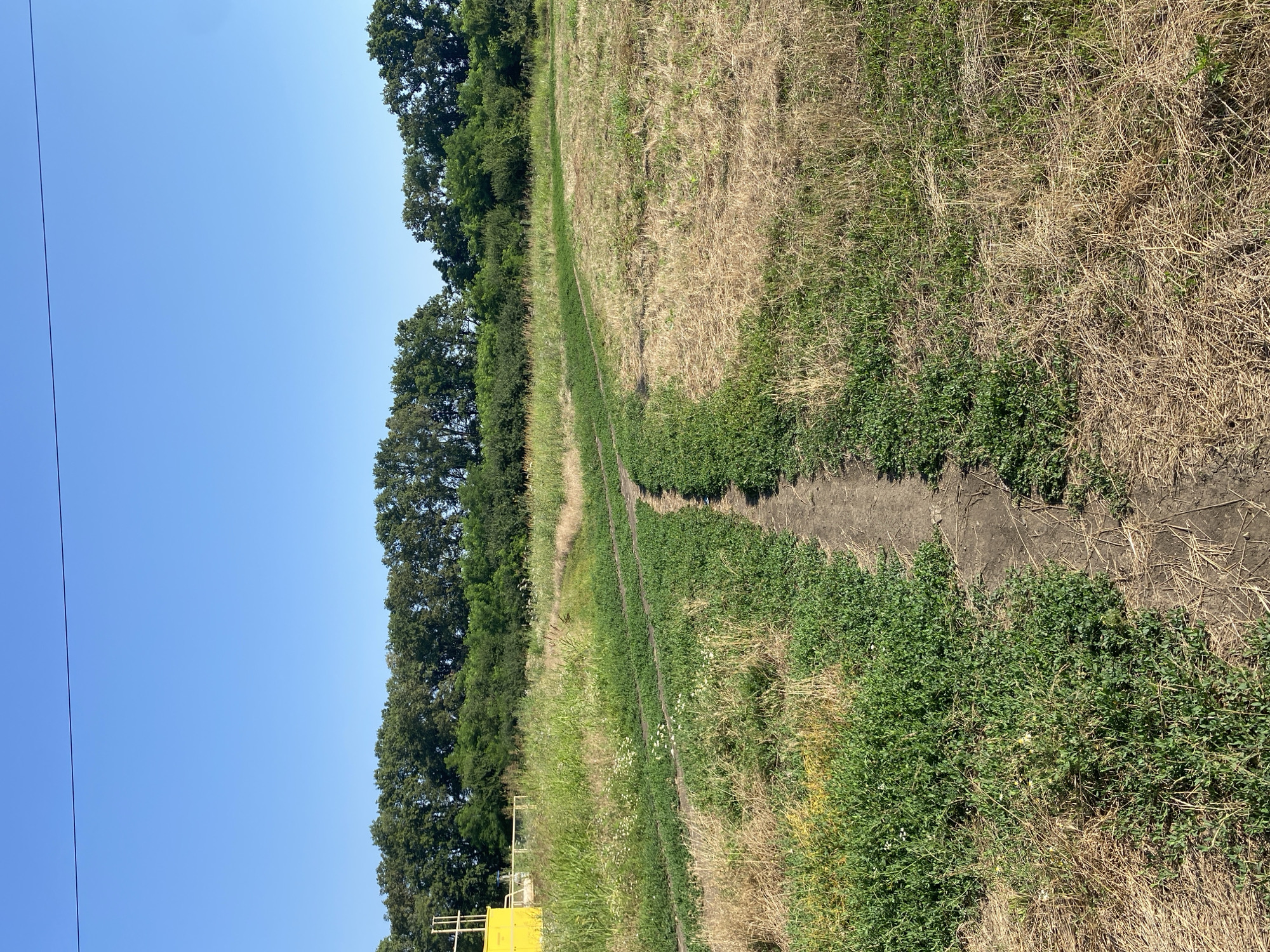 The image captures a serene rural landscape under a clear blue sky. A narrow, dirt path winds through a field of dry, golden grass and lush green vegetation. In the distance, a dense line of trees forms a natural border, suggesting a forest or wooded area. To the left of the frame, a bright yellow industrial structure, possibly a tank or a building, stands partially visible against the backdrop of greenery. The overall scene evokes a sense of tranquility and nature's untouched beauty, hinting at a location outside of a bustling urban environment, likely in a rural or semi-rural area. No people or animals are visible in the image.