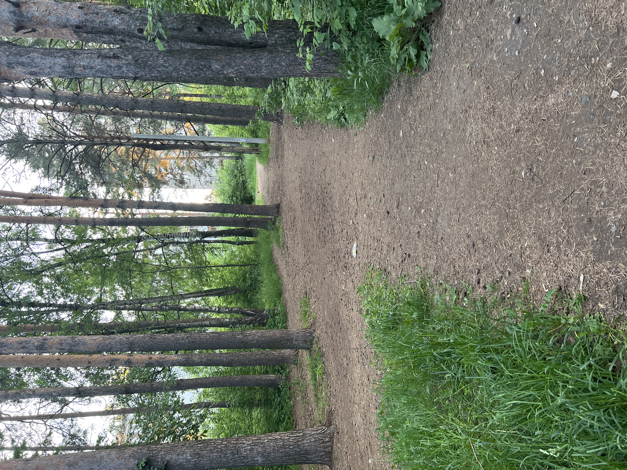 The image captures a peaceful outdoor scene of a dirt path winding through a tree-lined area, likely a park or forest edge in Chaikovsky, Russia. The path, composed of packed earth mixed with small stones and dried pine needles, extends into the background, suggesting a walking trail.
Tall, straight trees, primarily conifers with rough, dark bark, flank both sides of the path, creating a natural aisle. Their branches, adorned with green needles and foliage, form a partial canopy overhead. Lush green grass and dense undergrowth grow abundantly along the path's edges, contributing to the natural setting.
In the background, beyond the trees, glimpses of buildings with visible windows and a utility pole can be seen, indicating the proximity of an urban or residential area. The sky appears bright but softly lit through the trees, suggesting a daytime scene, possibly late afternoon or early evening. No people or specific activities are depicted, giving the scene a calm and tranquil atmosphere. No visible text is present in the image.