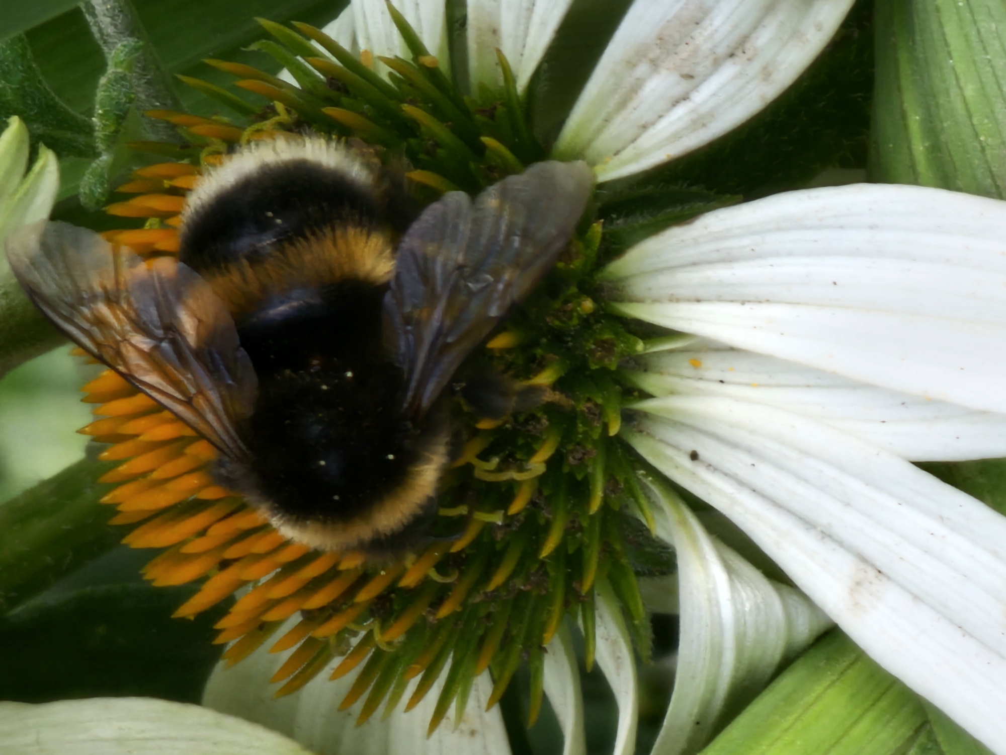 A close-up, high-angle shot captures a bumblebee with black and yellow stripes foraging on the center of a white coneflower. The bee's fuzzy body is prominent, with its translucent wings slightly spread. The flower's center features bright orange ray florets and green pistils. The background is softly blurred, showing hints of green foliage and another white petal. The image appears to be taken in a garden setting. No specific location in Khimki, Russia, can be determined from the visual information.
