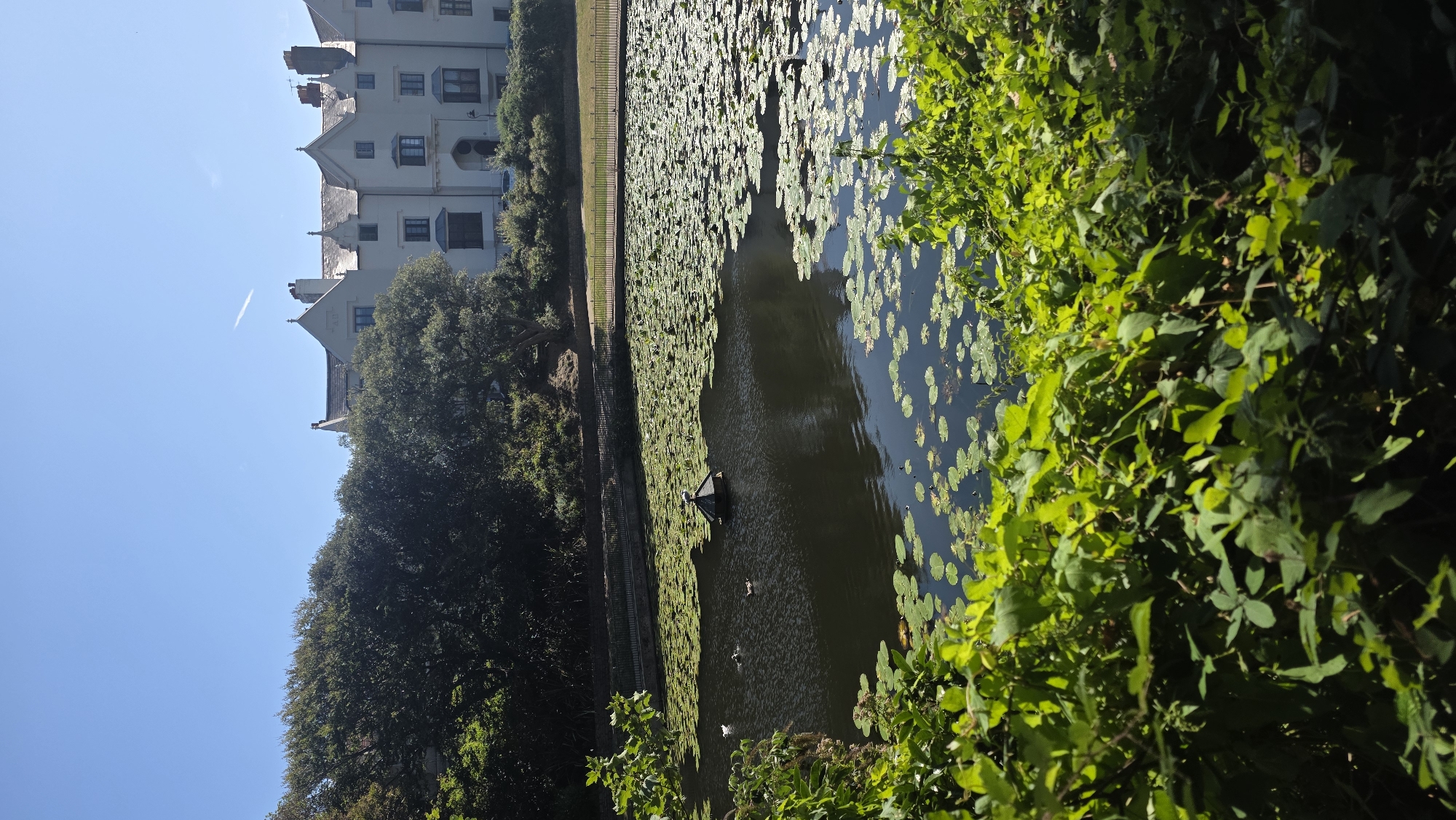 This image depicts a tranquil pond filled with lily pads and a small duck house, located in St Leonards, United Kingdom. In the background, a row of white buildings with a traditional architectural style stands against a clear blue sky, with a faint contrail from an aircraft visible. Lush green trees border the pond, and dense foliage frames the lower portion of the image. Several ducks are present in the water, with one small duck house floating in the center of the pond. The scene appears to be set on a bright, sunny day, creating a serene and picturesque atmosphere.