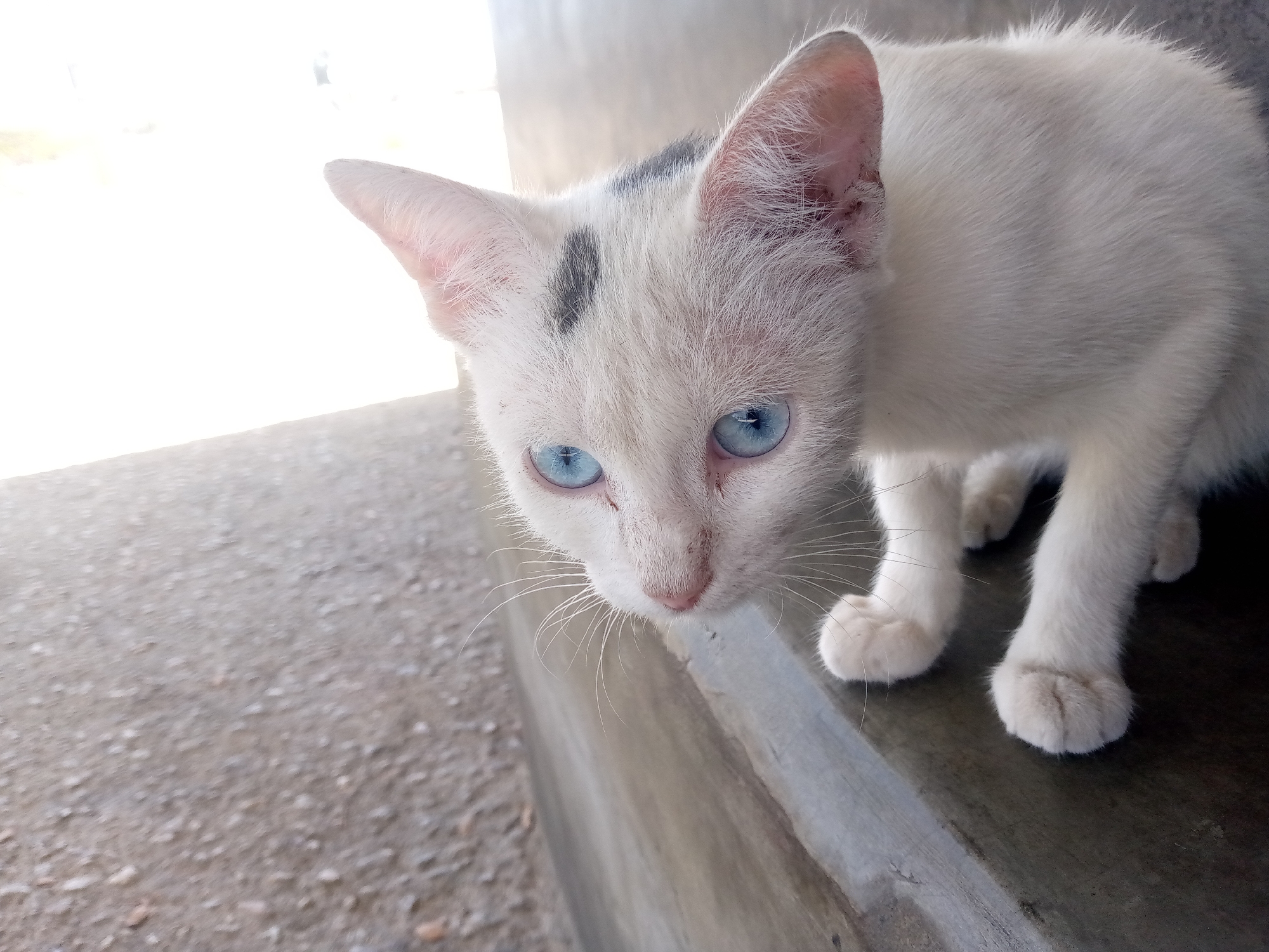 A white cat with blue eyes and a gray spot on its head looks down from a ledge in Las Guevaras, Venezuela. The cat's paws are visible on the ledge. The background is blurry, but shows a concrete or gravel surface. The image is well-lit from the left.