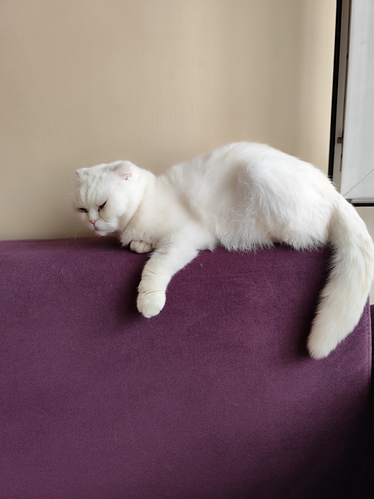 A white cat is captured in a relaxed pose, lying on the top edge of a purple sofa. The cat, which appears to be a Scottish Fold breed due to its distinctive folded ears, has its eyes mostly closed, suggesting it is resting or dozing. Its face, with a delicate pink nose and prominent whiskers, is directed downwards and slightly to the left, while one of its front paws hangs over the edge of the sofa. A few strands of white cat hair are visible on the purple fabric near its head.
The sofa has a textured, woven fabric in a deep purple hue, providing a strong color contrast against the cat's pristine white fur. In the background, a plain, light beige or cream-colored wall rises behind the sofa. To the far right of the image, a sliver of a white window frame and a darker vertical edge (possibly part of a doorframe or another section of the window) are visible, hinting at an indoor setting with natural light. The overall mood conveyed is one of peaceful domesticity and quiet comfort. There is no visible text in the image.