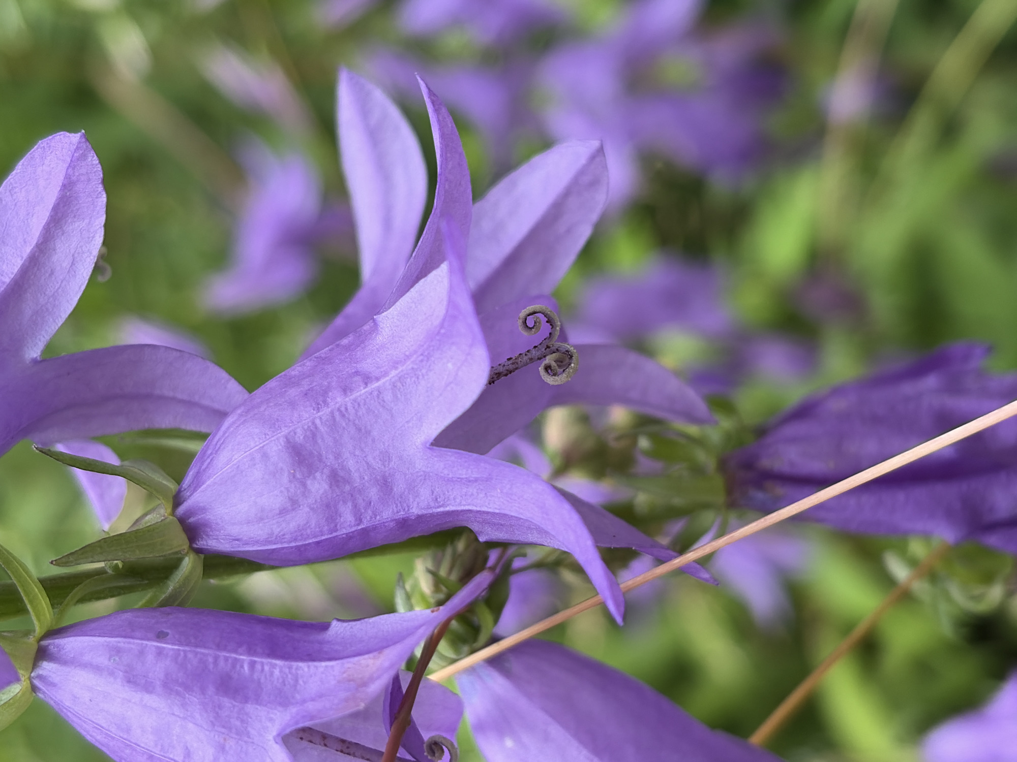 A close-up, eye-level shot captures several purple bell-shaped flowers in bloom against a soft, blurred green background. The flowers are the dominant subject, with their delicate petals and intricate stamens rendered in sharp focus. One flower in the foreground has a single, thin, light-brown stem extending diagonally across its petals. The background suggests an outdoor setting with lush foliage. The image appears to be taken in a garden or natural area, possibly in Chaikovsky, Russia, given the context.
