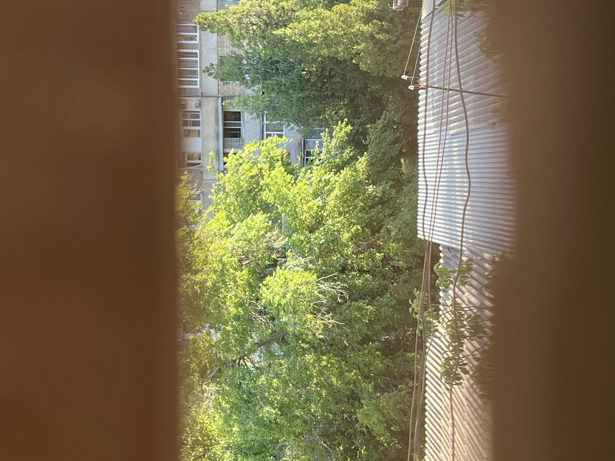 The image shows a view from a window of a building in Gladzor, Armenia. In the foreground, there is a corrugated metal roof with shadows cast upon it, likely from sunlight filtering through trees. Behind the roof, lush green trees are visible, with their leaves illuminated by sunlight. In the background, a multi-story building with numerous windows can be seen. Several evergreen trees are interspersed between the deciduous trees and the building. The scene appears to be an outdoor urban or suburban environment.