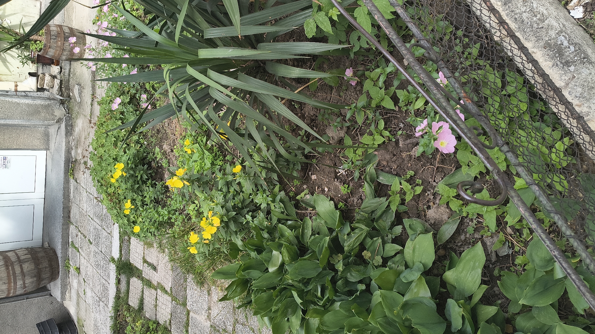The image depicts a garden area outside a building in Shumen, Bulgaria. The foreground features a section of a metal fence and a concrete base. Beyond the fence, a variety of plants are visible, including large, dark green, sword-like leaves of a Yucca plant, a cluster of broad, lush green leaves on the left, and various smaller green plants with some yellow and pink flowers. A stone pathway is partially visible in the upper left quadrant, leading towards a building with a white door and a large wooden barrel positioned near the entrance. Another wooden barrel, smaller and containing pink flowers, is seen further to the right, closer to the building's wall. The scene appears to be an outdoor space adjacent to a residential or commercial building, with elements of landscaping and architectural features.