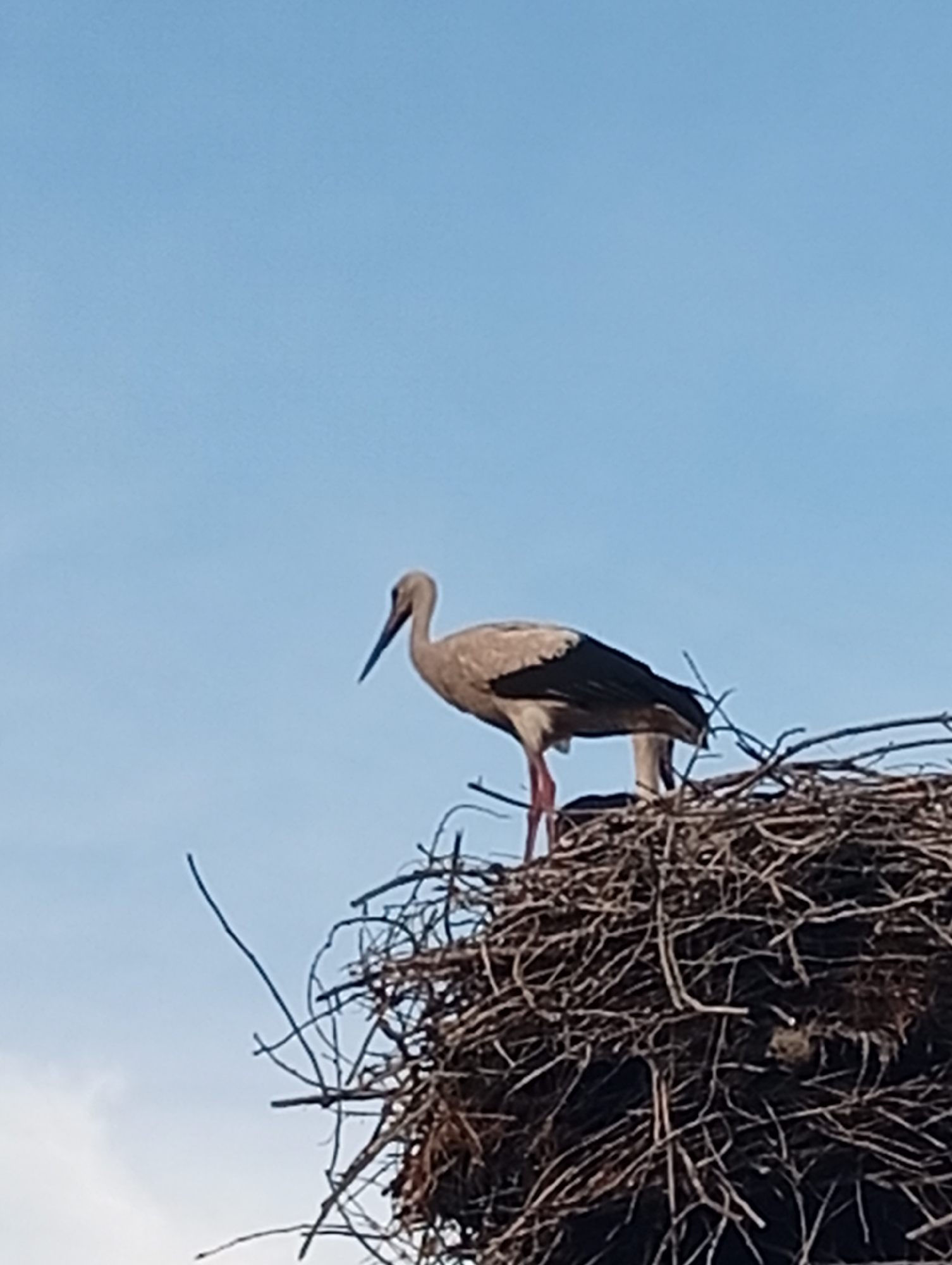 An adult white stork stands on a large nest made of twigs and branches, located on an elevated structure against a clear blue sky. The stork is facing left, with its long, slender beak pointed downwards. Its body is mostly white, with black on its wings and tail. Its legs are pink. The nest is very dense and appears to be high up. The background is a uniform light blue sky with no discernible clouds.