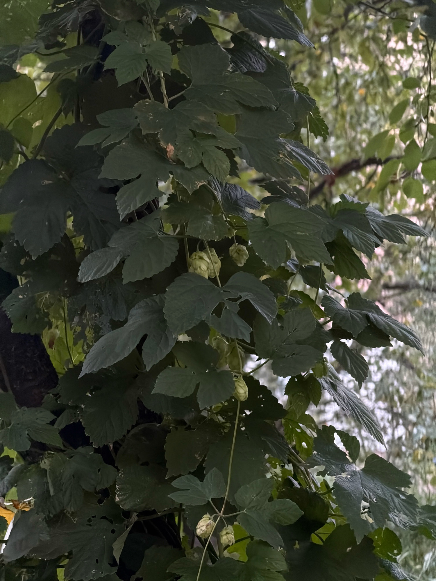 The image shows a close-up view of hop plants with large, lobed green leaves and immature hop cones. The foliage is dense and forms a thick curtain, obscuring much of the background, which appears to be a natural setting with other trees and foliage blurred by a shallow depth of field. The lighting suggests an overcast day or a shaded area. The exact location within Khmelnytskyi, Ukraine, cannot be determined from the image alone.