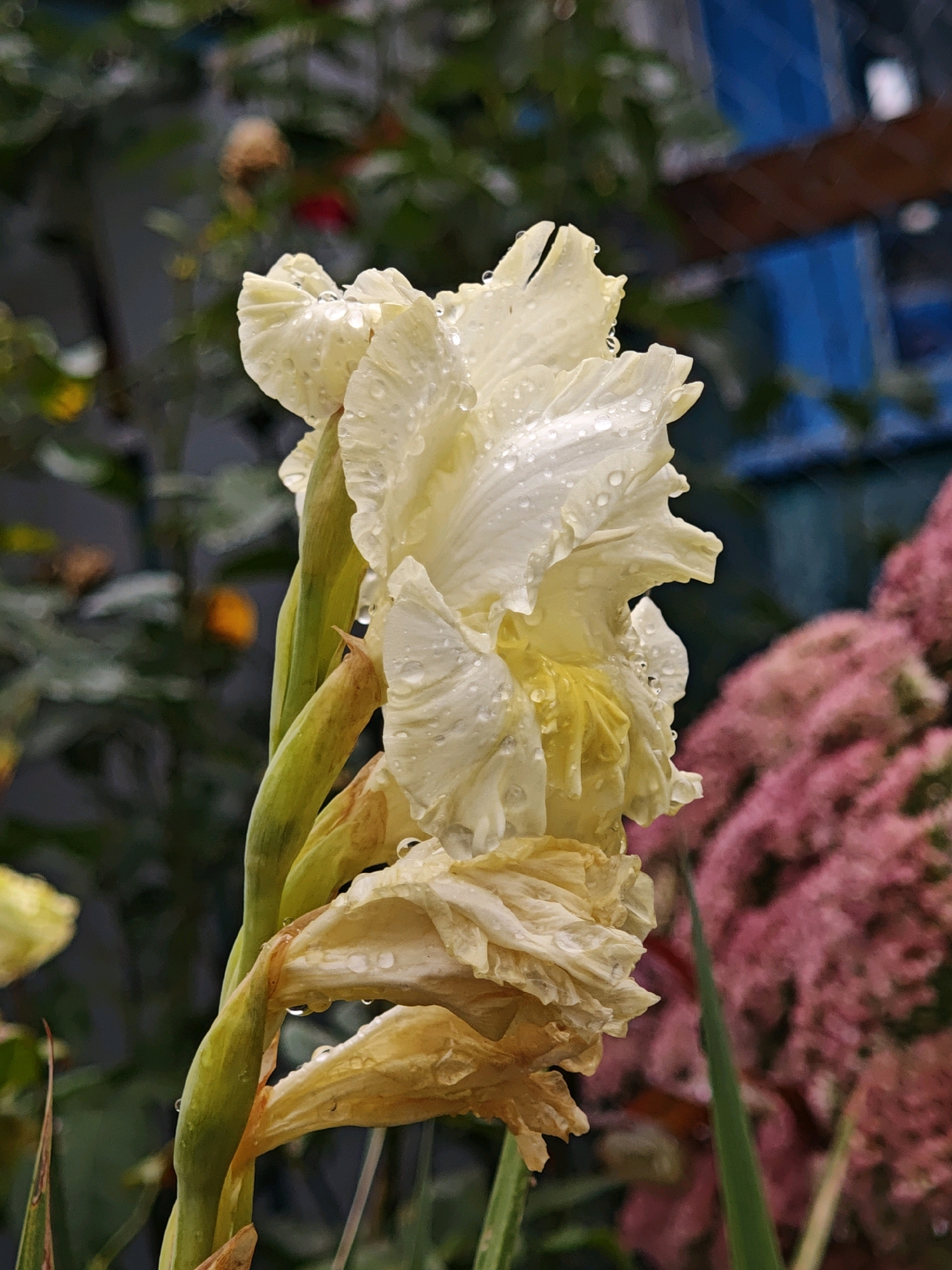 A close-up, eye-level, outdoor photograph captures a pale yellow iris in the rain. The iris is in the foreground, with its petals adorned with numerous small water droplets. The flower is slightly wilted, with some lower petals appearing dried and a lighter shade of yellow. A green stem supports the flower.
The background is softly blurred, indicating a shallow depth of field. To the left of the iris, there are out-of-focus green leaves and hints of orange and red. To the right and behind the iris, a mass of vibrant pink flowers is visible, also blurred. Further in the background, there are indistinct shapes of green foliage and a glimpse of a blue structure, possibly a building or fence, with a brown horizontal element.
The overall impression is of a garden setting in Parkhomivka, Ukraine, after a rainfall. The lighting suggests it is daytime, possibly overcast due to the rain. No people are present in the image. The focus is entirely on the details of the wet iris and its immediate surroundings.