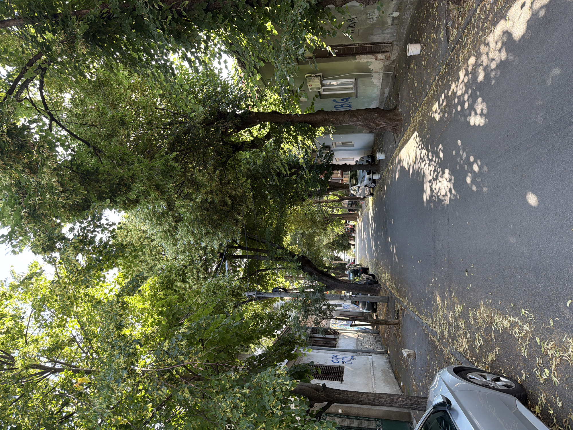 The image captures a narrow residential street in Palilula Urban Municipality, Serbia, illuminated by strong daylight. The street is lined with mature Linden trees (Tilia species), forming a dense green canopy that extends over the asphalt road. Numerous yellow-green leaves and seed pods are scattered across the dark gray asphalt and adjacent sidewalks. Sunlight filters through the tree canopy, creating distinct, circular patterns of light and shadow on the street surface.
On the left side of the street, a row of aged, low-rise residential buildings is visible. The closest building has a white, somewhat weathered facade with dark wooden shutters on its windows. Blue graffiti, including the letters "OOK," is present on its wall. Further along, buildings with light blue and off-white exteriors are discernible, some featuring wall-mounted air conditioning units. A silver car, partially visible in the left foreground, is parked parallel to the curb, facing away from the viewer. Several other dark-colored cars are parked further down the street on this side. Utility poles with overhead wires run along the sidewalk.
On the right side of the street, an older building with a sage green facade shows signs of wear, including peeling paint. A white-framed window and a white air conditioning unit are mounted on its wall. A dark wooden door is visible, along with graffiti that includes the letters "BG." Dark-colored cars are also parked along the curb on this side. Multiple white plastic buckets are placed on the sidewalks adjacent to the buildings on both sides of the street. No people are present in the scene.