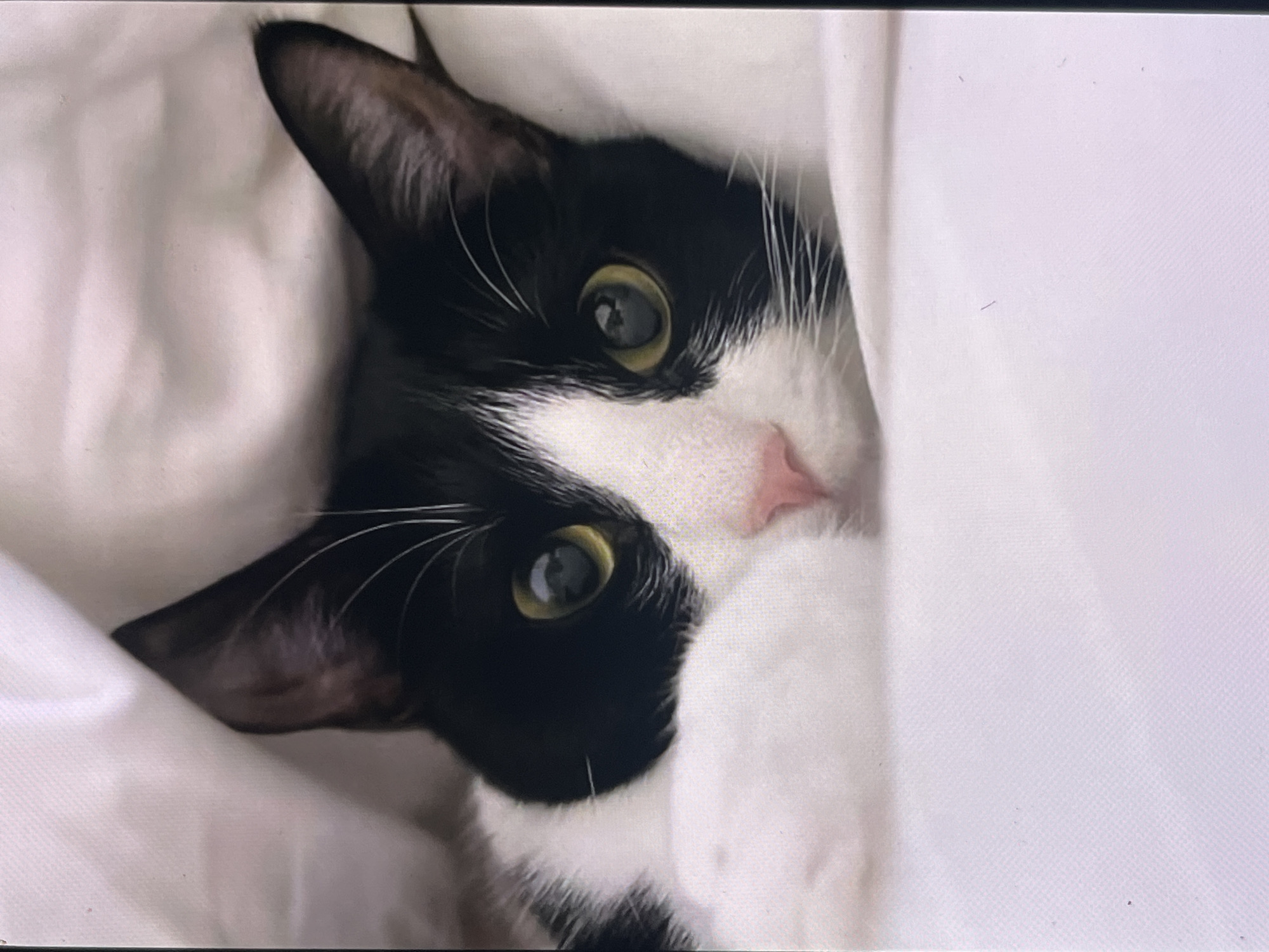 A close-up, portrait-oriented photograph captures a black and white cat peeking out from soft white bedding or fabric. The cat's head is tilted, with its striking green-yellow eyes looking directly at the viewer. Its nose is a soft pink, framed by a distinct white patch of fur that covers its muzzle and extends down its chest. Long, delicate white whiskers radiate from the black fur around its eyes. The cat's ears are dark, with hints of lighter fur visible inside. The white fabric, which appears like a blanket or sheet, surrounds and partially conceals the cat, creating a cozy and intimate setting. The cat's expression appears curious and calm. The scene is indoors, with no specific time of day or weather evident. No location cues are visible within the image itself; however, the provided context places the location in Khimki, Russia. There is no visible text in the media file.