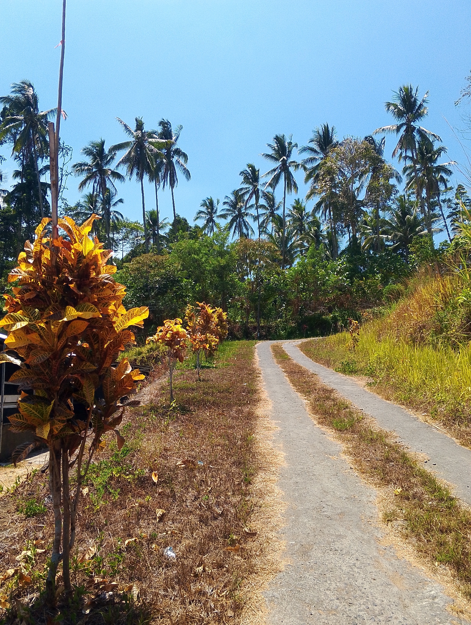 The image depicts a bright, sunny day in Tomohon, Indonesia. A narrow, unpaved road curves to the right, flanked by dry, brown grass and sparse green vegetation on the left, and taller, yellow-green grass on the right. In the foreground, a prominent, bushy plant with vibrant orange and yellow leaves stands to the left. Behind it, several smaller, similar plants are visible. A tall, slender pole with a red ribbon tied to it rises vertically on the far left of the image. The background is dominated by a dense cluster of palm trees and other lush green foliage, with a clear, pale blue sky above. The scene suggests a rural or semi-rural setting, possibly a residential area or a road leading to agricultural land.