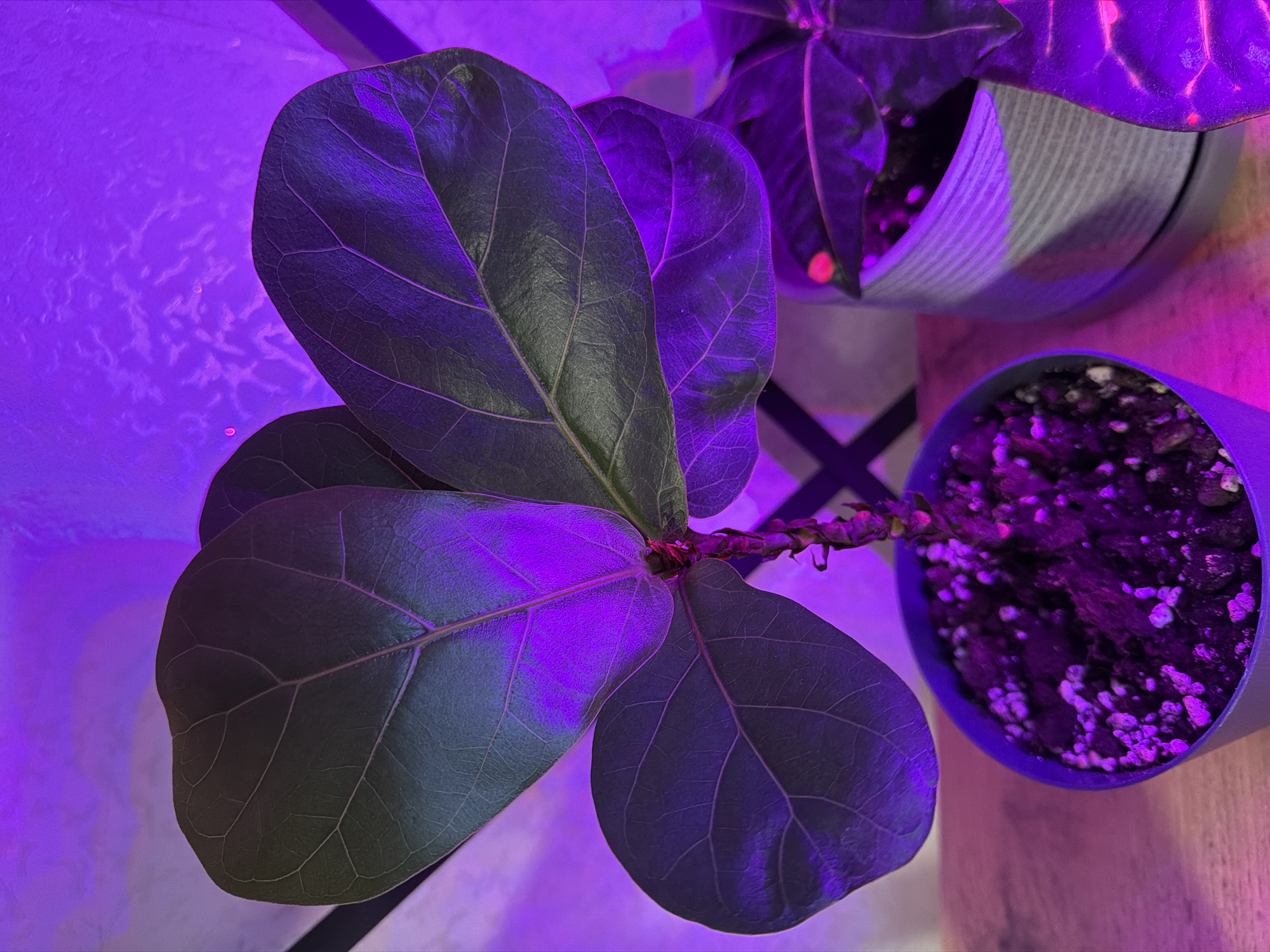 The image shows a close-up of a small potted fiddle-leaf fig plant. The plant has several large, dark green leaves with prominent veins. It is illuminated by purple grow lights, which cast a strong violet hue on the leaves and the background. The plant is in a small, purple pot filled with dark soil and white perlite. To the right of the fig plant, another potted plant is partially visible, also illuminated by the purple light. The scene appears to be indoors, likely on a shelf or table made of light-colored wood. The background consists of a textured surface, possibly a wall, also lit by the purple light. The location is identified as Yablonovskiy, Russia.